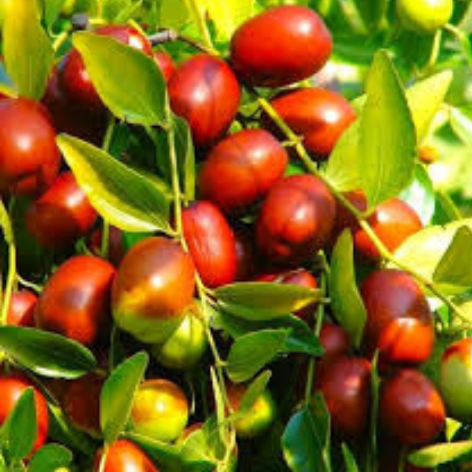 Jujube Tree Cuttings 5 Pcs Lang Chinese Red Date Ziziphus jujuba Fruit Tree Propagation