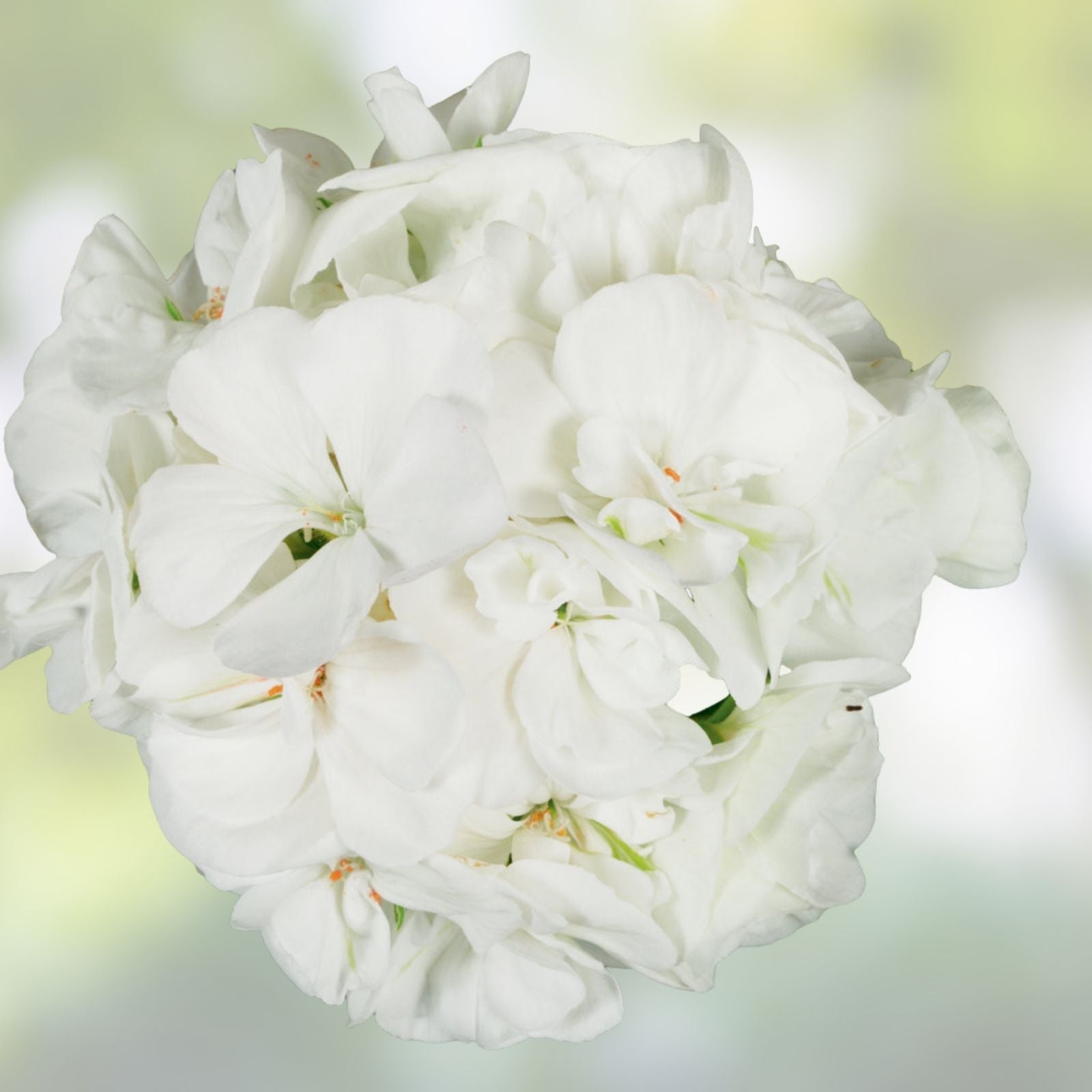 Geranium Cuttings 6" White Flowers Pelargonium Zonal Broadleaf Evergreen 3 Live Unrooted Plants