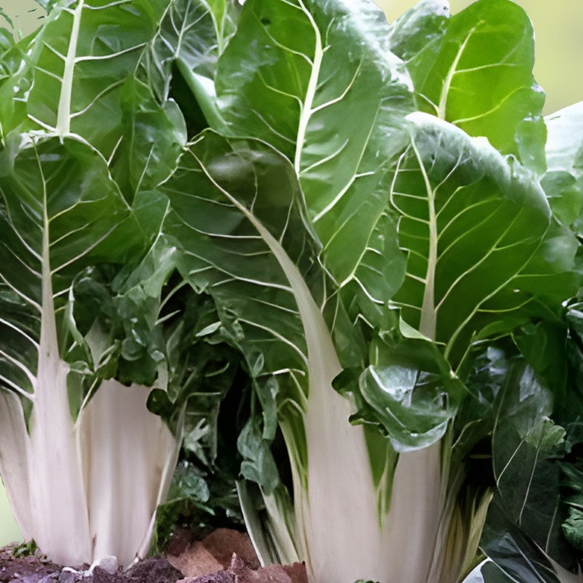 Swiss Chard Seeds, Heirloom Large White Ribbed, Non-GMO, 500 Seeds, Beta vulgaris subsp. cicla, Leaf Vegetable, Garden Plant