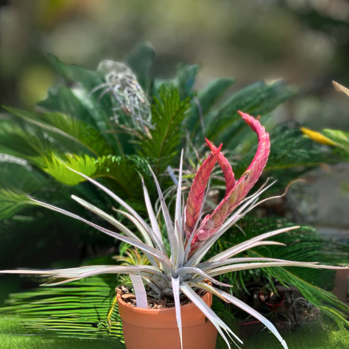 Bromeliad Plant 6 Inch Pot Tillandsia Steve Hybrid Air Plant Tillandsia chiapensis × fasciculata ‘Magnificent’ Unique Indoor Plant