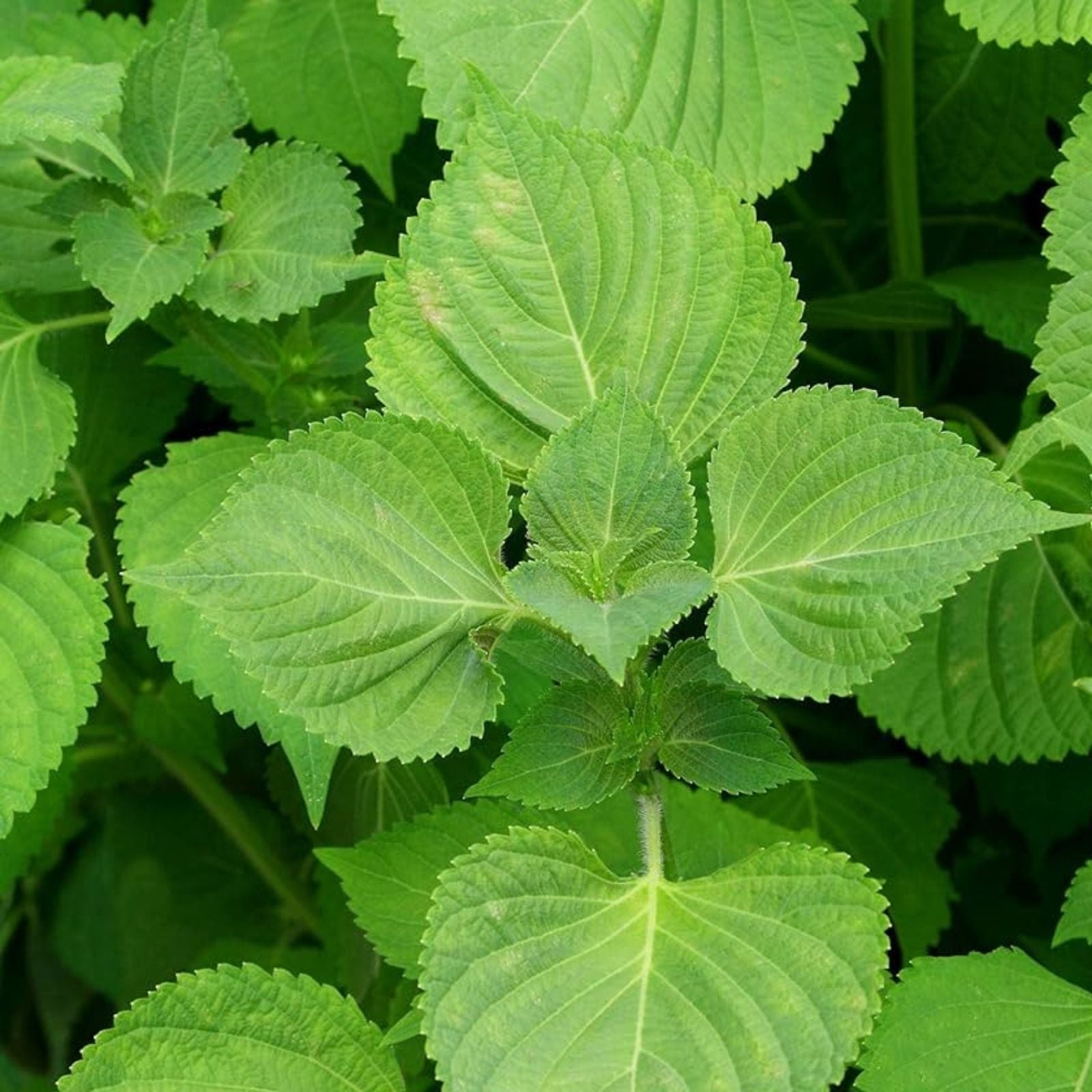 Perilla Seeds for Planting - 200 Heirloom Non-GMO Shiso Seeds - Organic Culinary Herb Gardening