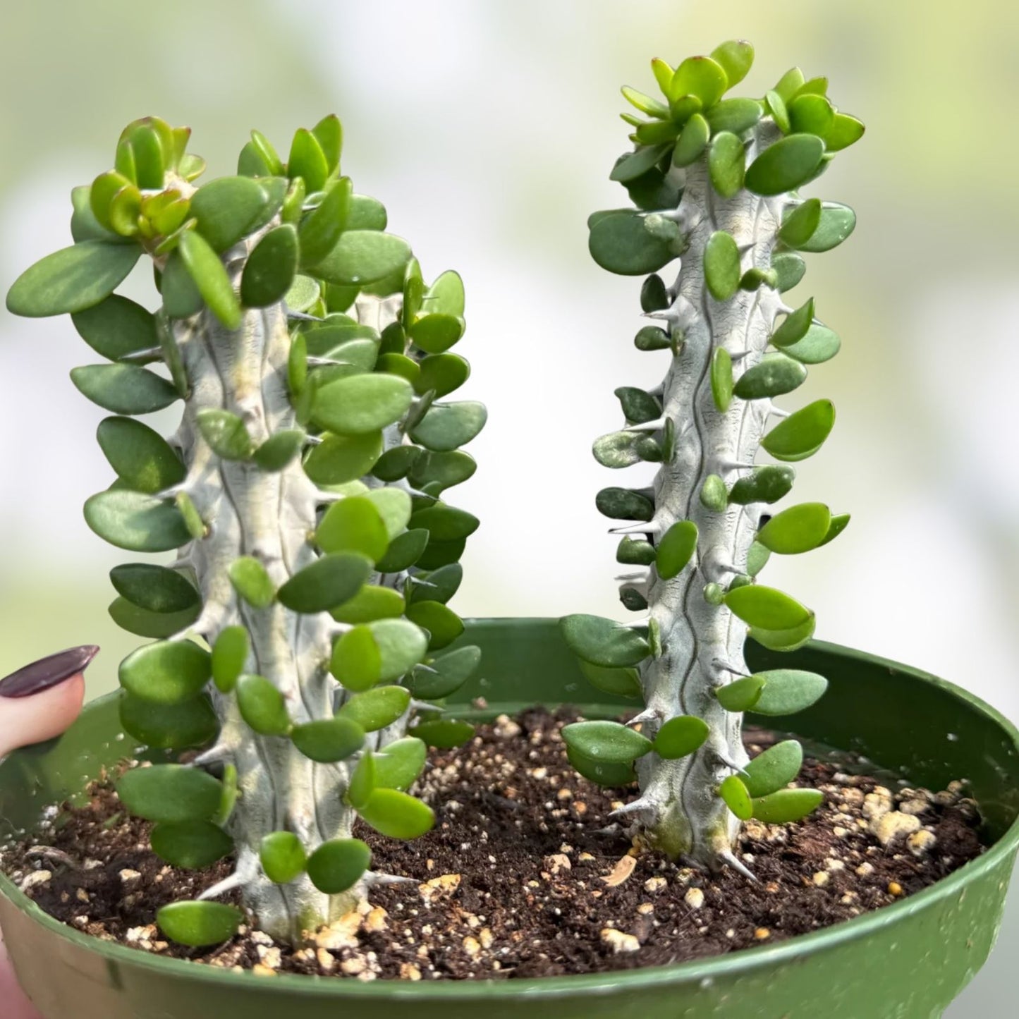 Madagascar Ocotillo Tree Seeds - Alluaudia procera - Drought-Tolerant Succulent Seeds for Planting