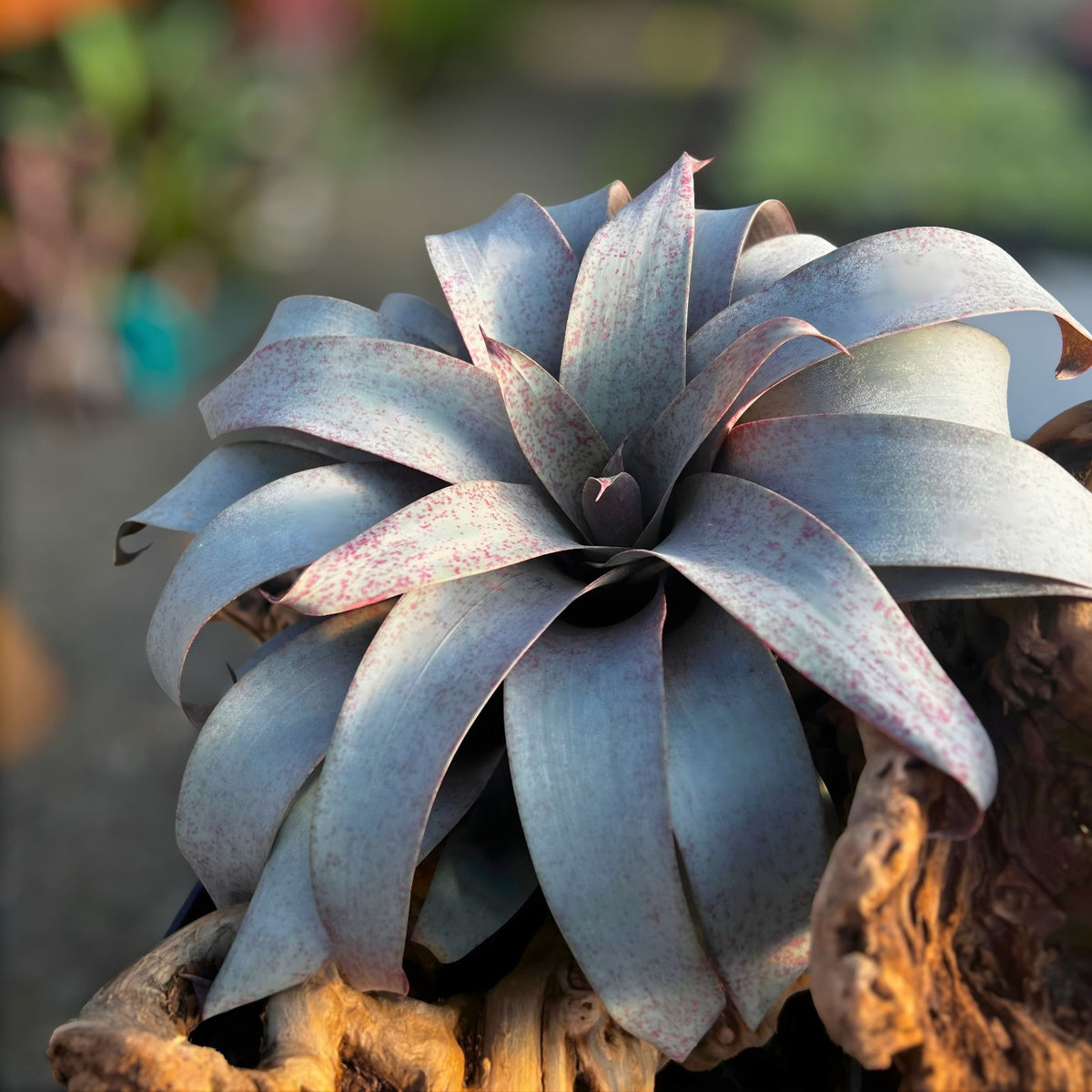 Vriesea Saundersii Plant in 6" Pot - Tropical Bromeliad for Indoor Gardening - Houseplant for Plant Lovers - Vriesea Saundersii
