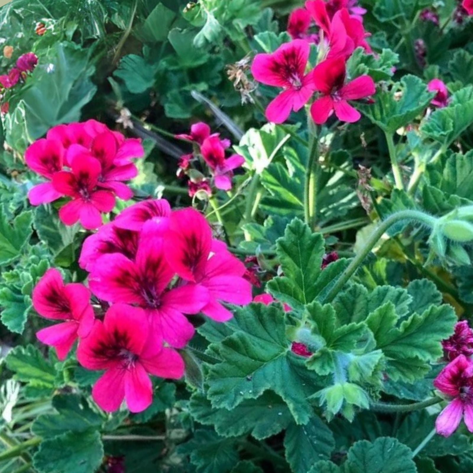 Rare Magenta Pink Hardy Pelargonium Geranium 6" Live Plant Cutting - Pelargonium x hortorum