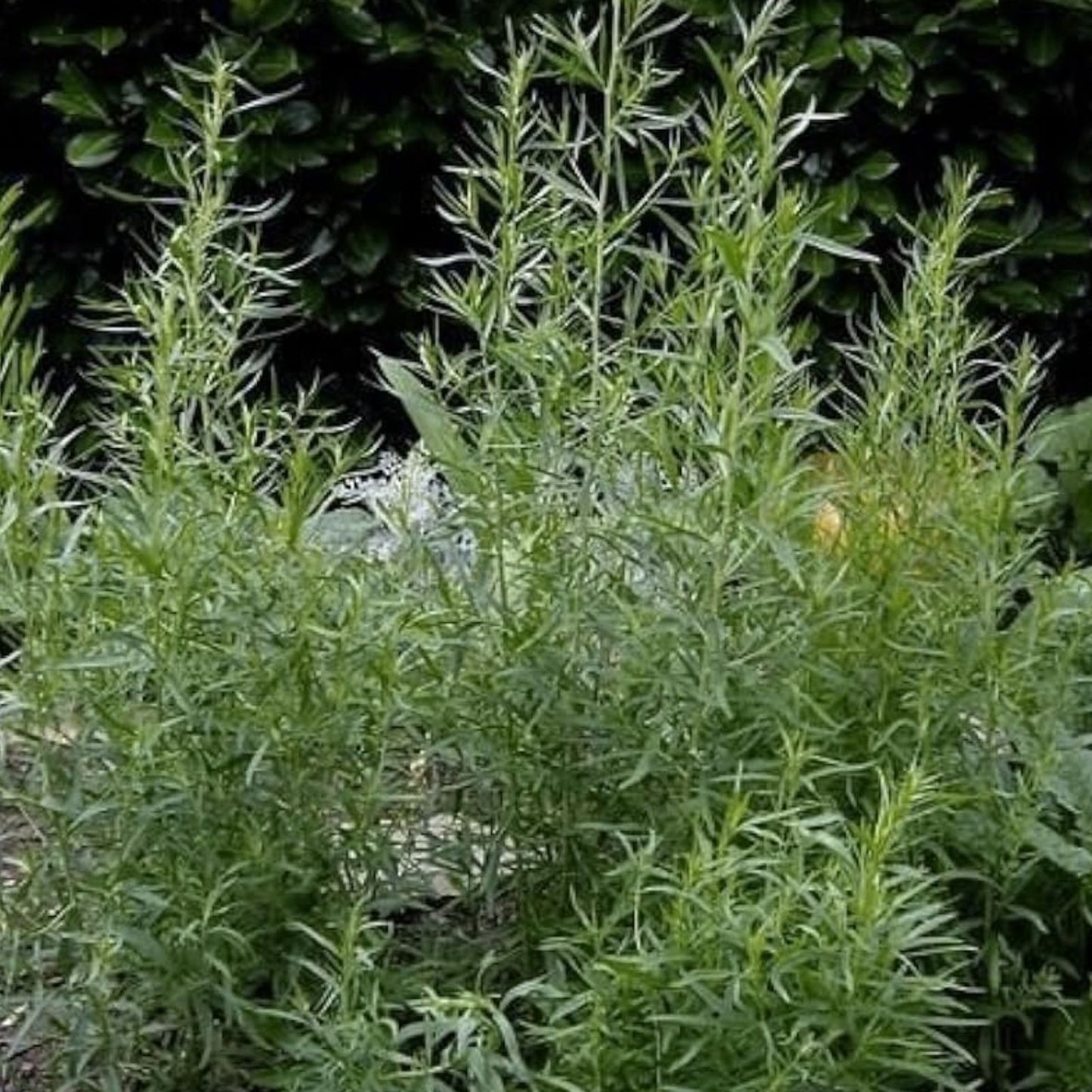 Tarragon Herb Seeds 50 Pack - Dragon Herb, Artemisia Dracunculus, Culinary Herb for Planting, Organic Gardening, Kitchen Herb Seeds