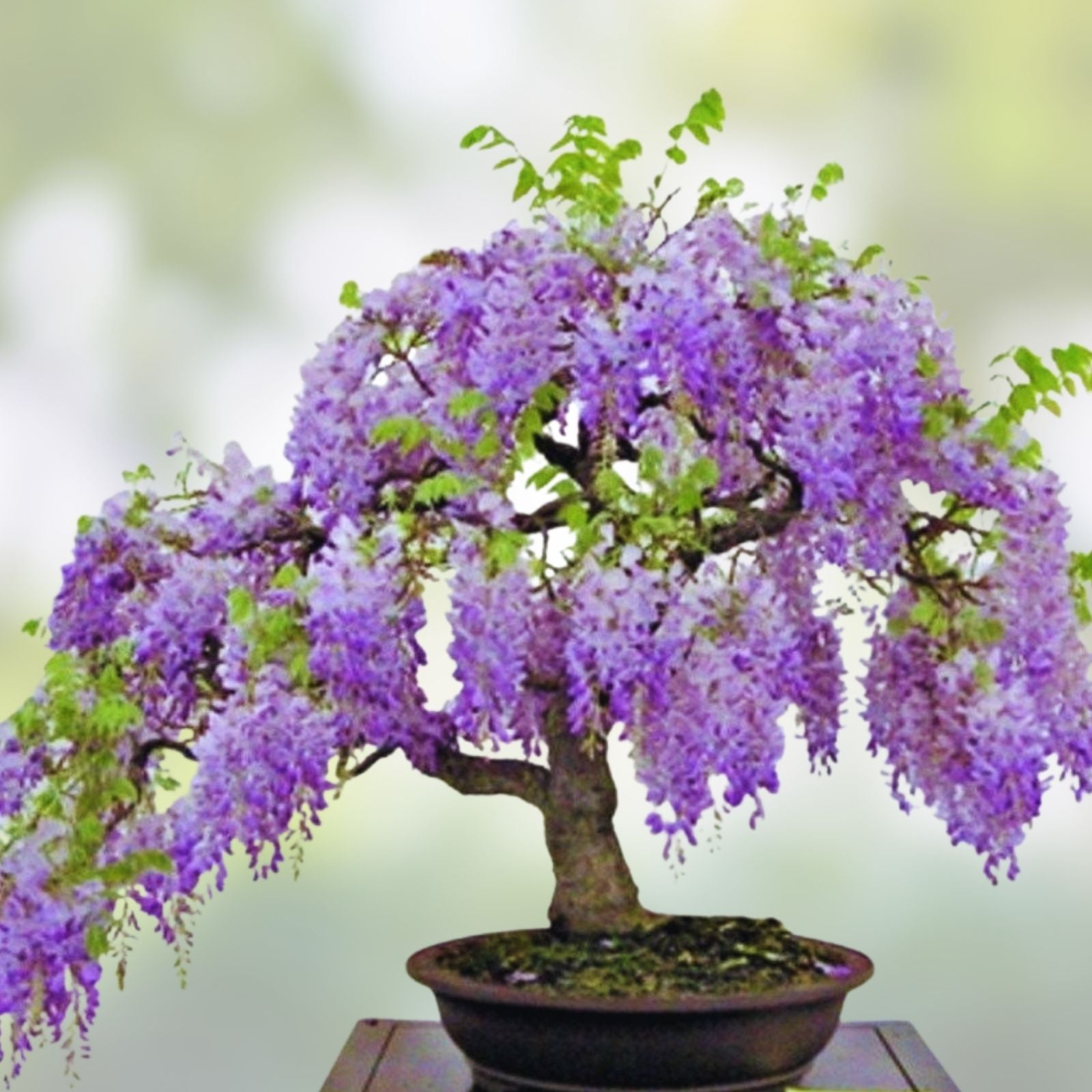 Bonsai Tree Seeds 10 Pack Chinese Wisteria Wisteria sinensis Flowering Plant Growing Kit