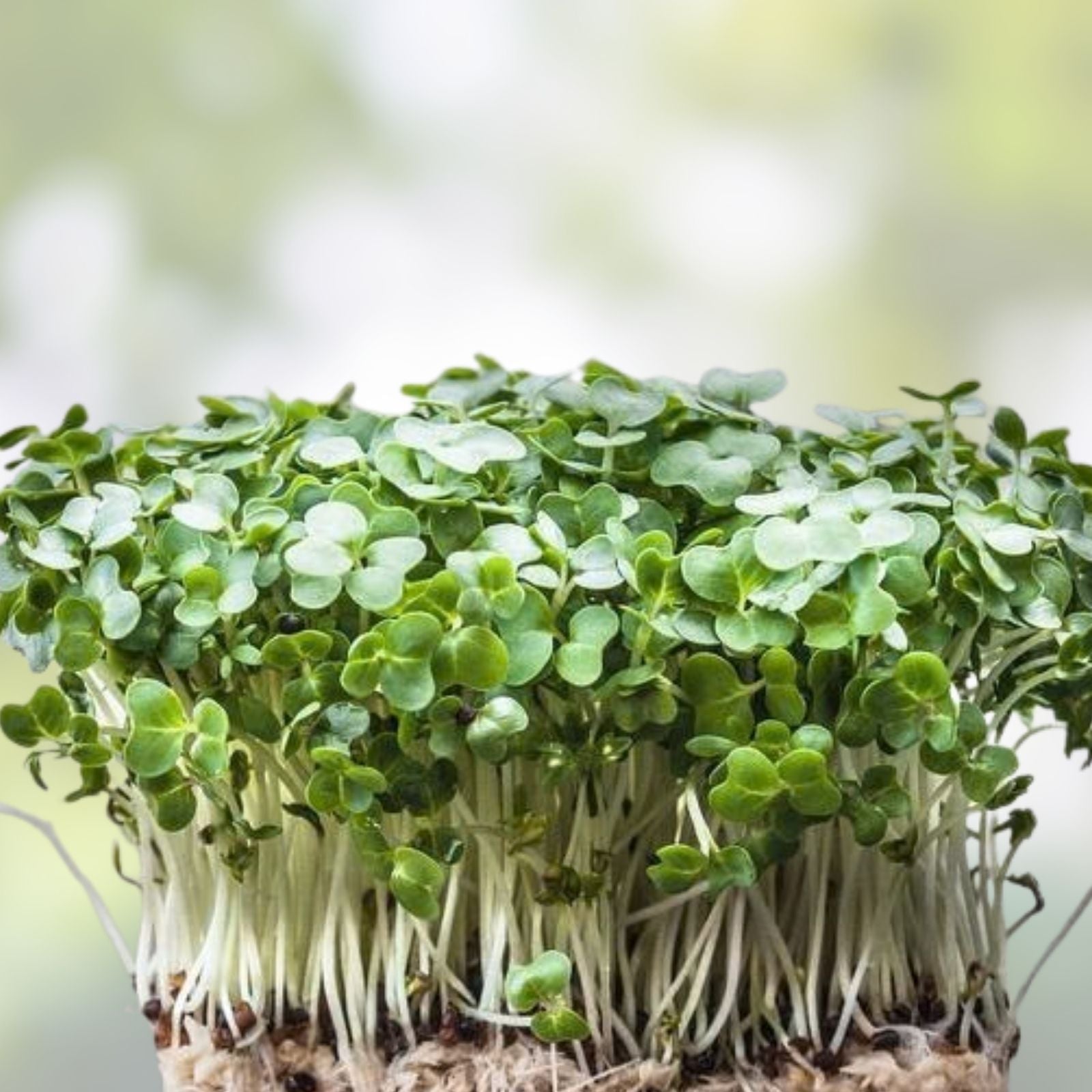 Fresh Watercress Plants with Roots - Live Vegetables for Gardening - Nasturtium officinale