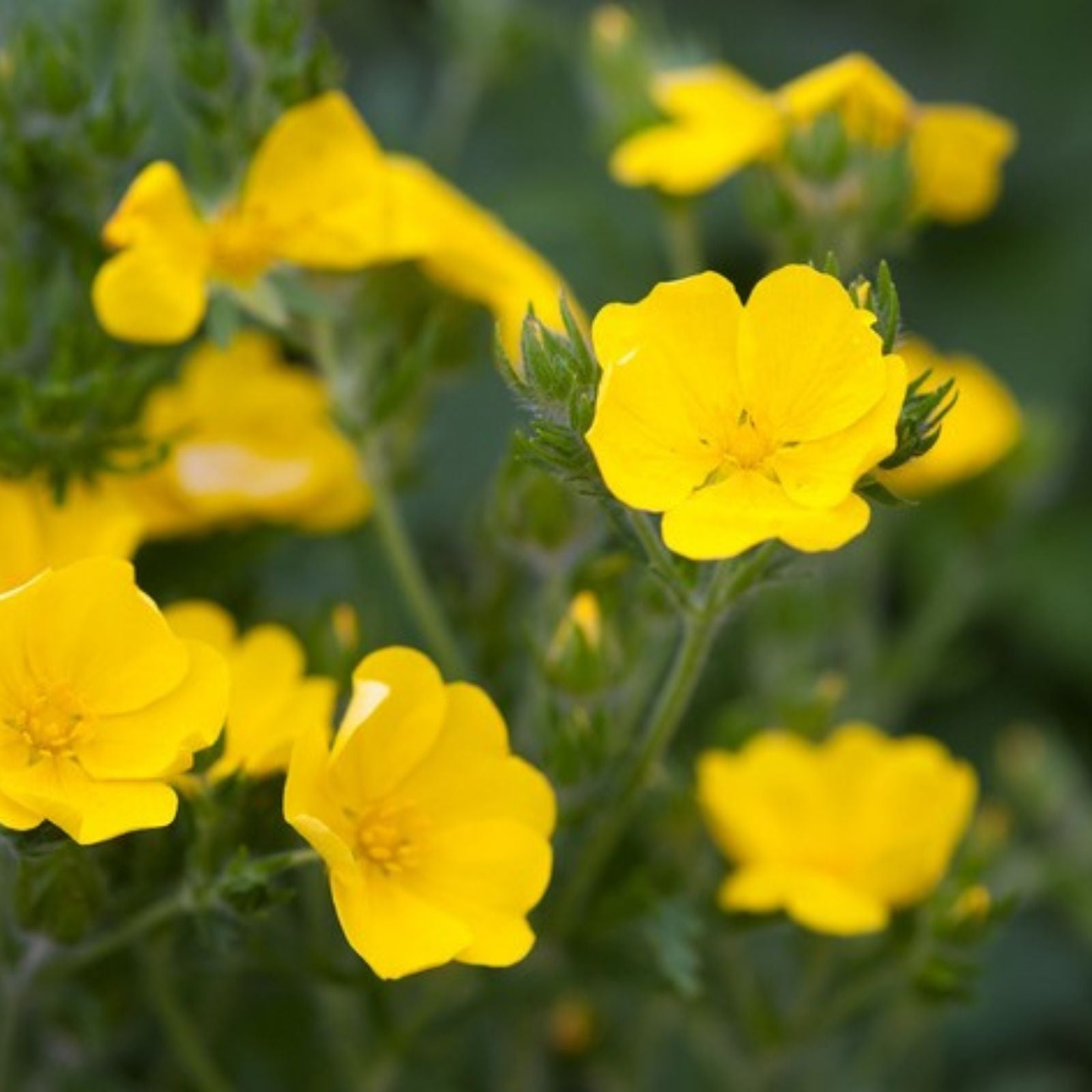 Potentilla Aurea Seeds 500 Count Perennial Flower Seeds Yellow Blooms for Garden Landscaping