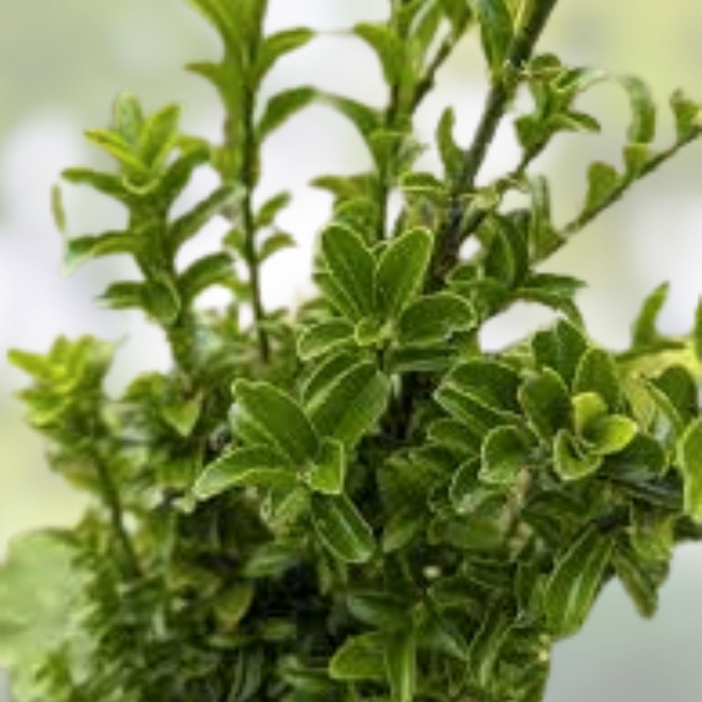 Rooted Euonymus Fortunei Cuttings - 3 Manhattan Euonymus Shrubs - Fast Growing Evergreen Plants