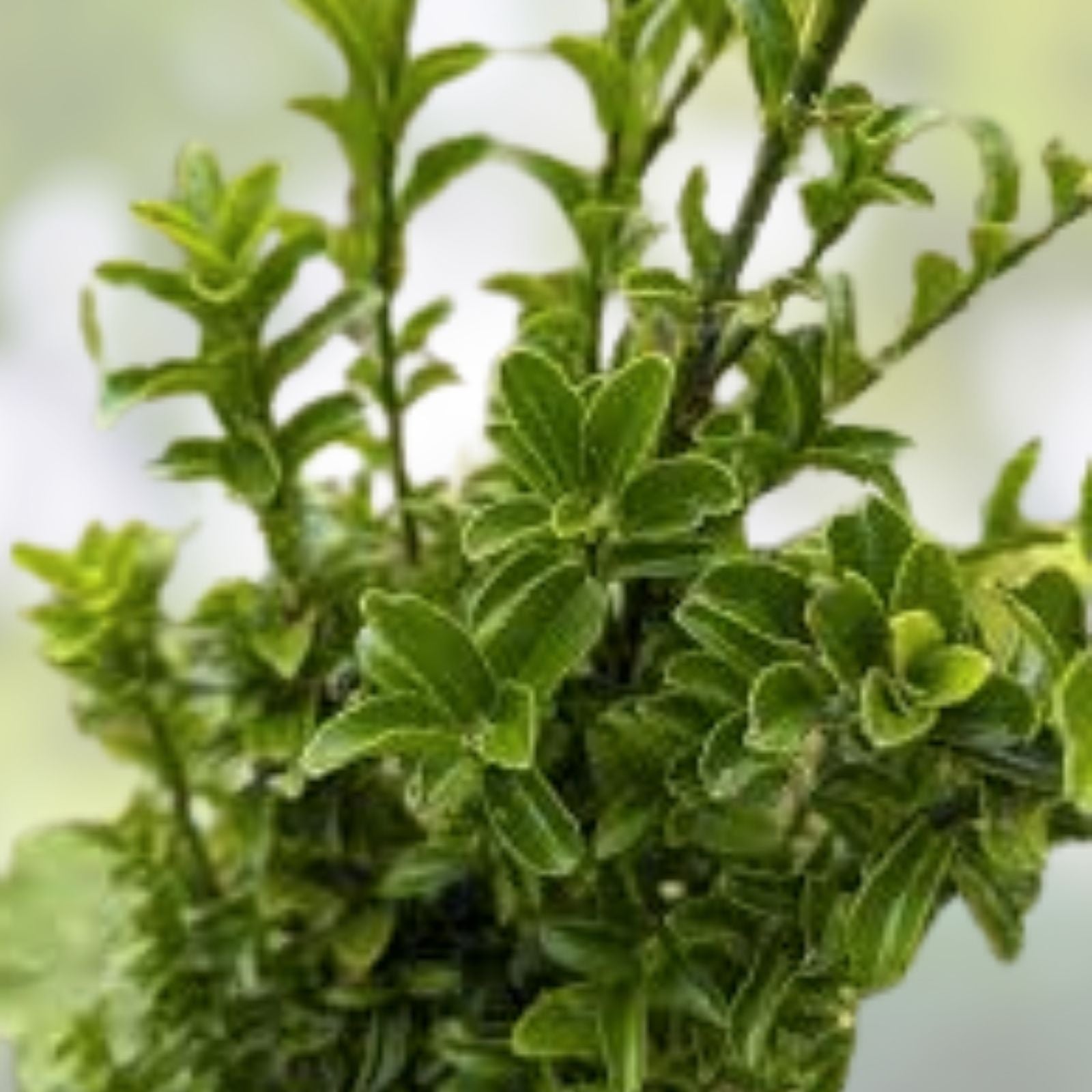 Rooted Euonymus Fortunei Cuttings - 3 Manhattan Euonymus Shrubs - Fast Growing Evergreen Plants