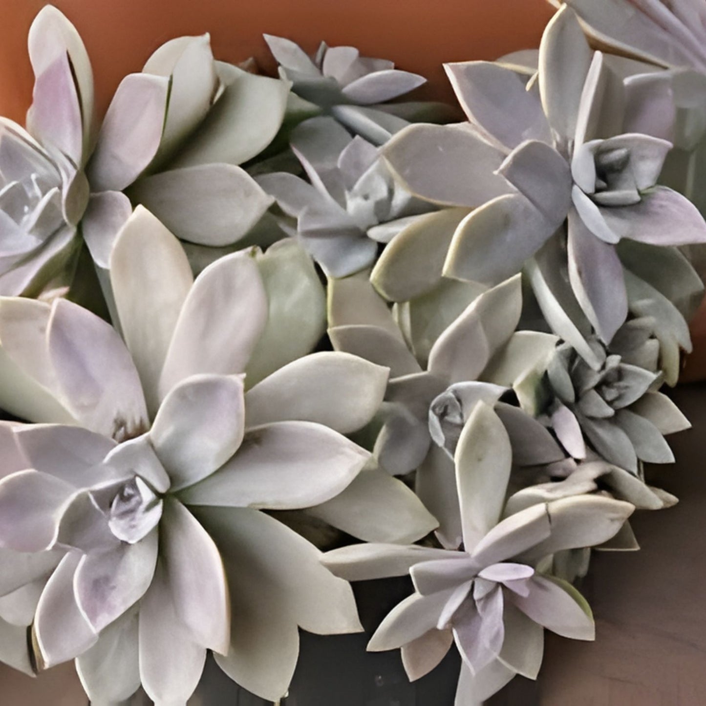 Live Succulent Plants - Aeonium Pink Witch Cutting 2,5" - Unique Pink Variegated Succulent for Home Decor and Gardens