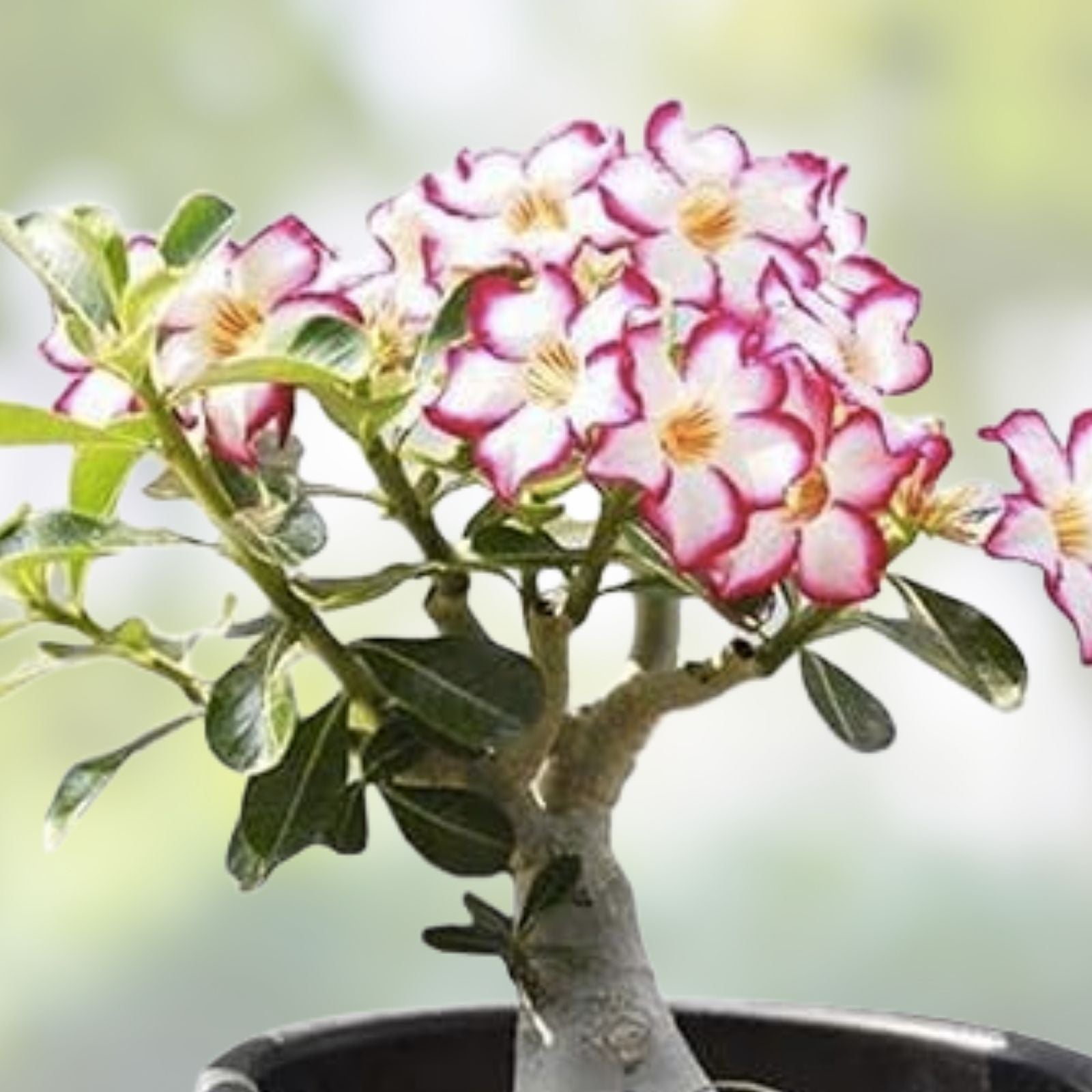 Mixed Color Desert Rose Seeds - Easy to Grow Adenium Obesum - Exotic Bonsai Plant - Succulent Seeds for Gardening