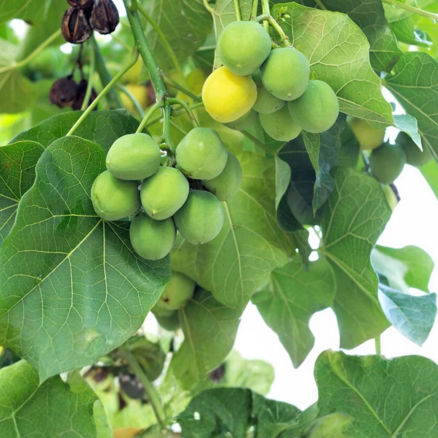 Jatropha Curcas Seeds - 6 Rare Exotic Barbados Purging Physic Nut Seeds for Biodiesel Production