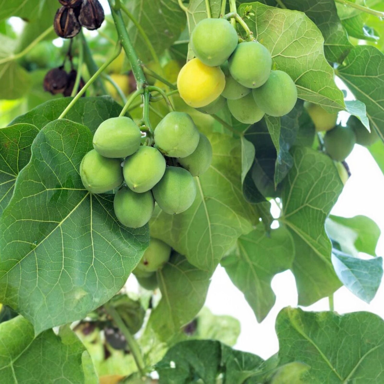 Jatropha Curcas Seeds - 6 Rare Exotic Barbados Purging Physic Nut Seeds for Biodiesel Production