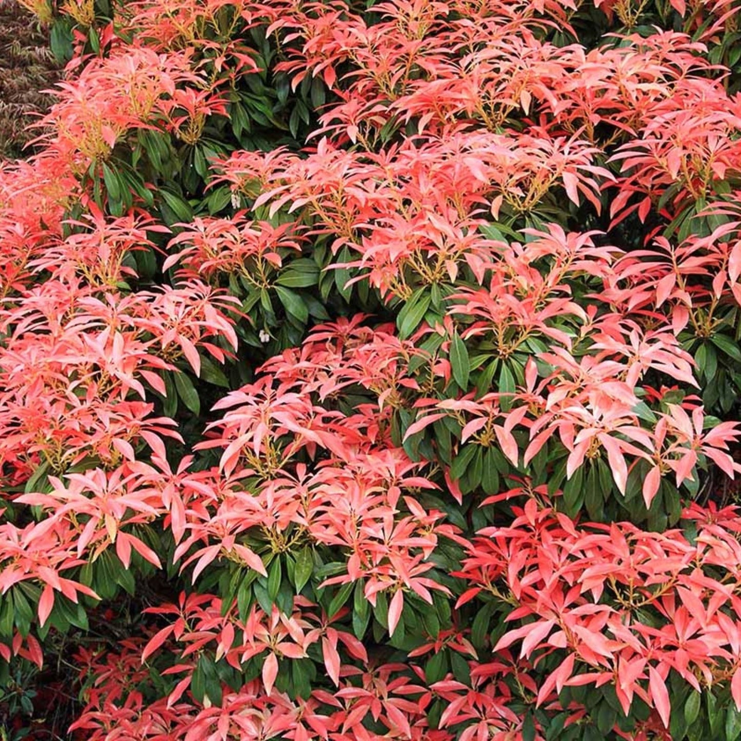 Unrooted Pieris Japonica Cuttings – 5 Fresh Japanese Andromeda Bush Propagation Plantings