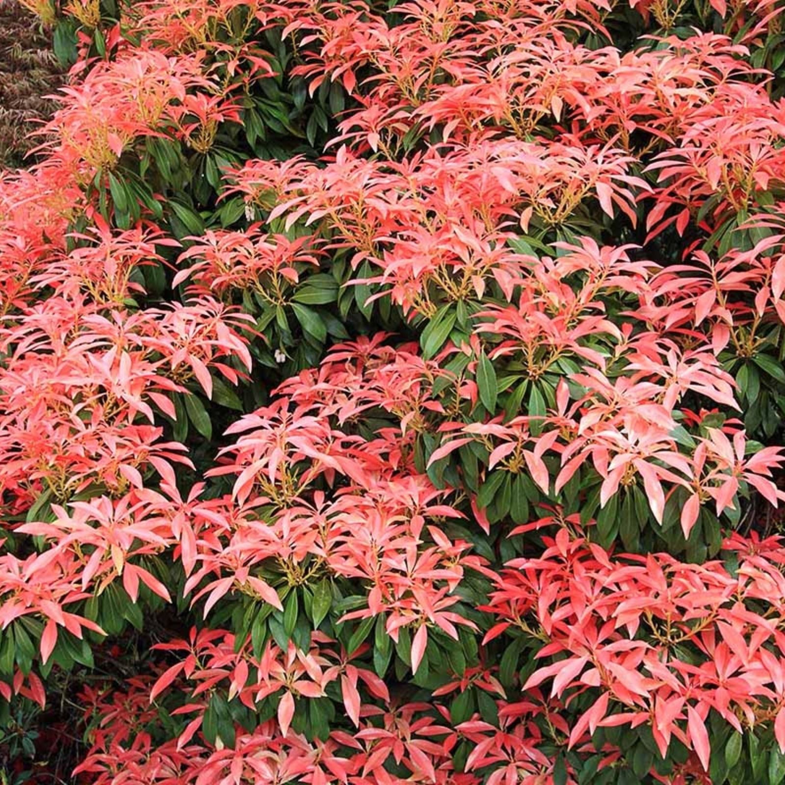Unrooted Pieris Japonica Cuttings – 5 Fresh Japanese Andromeda Bush Propagation Plantings