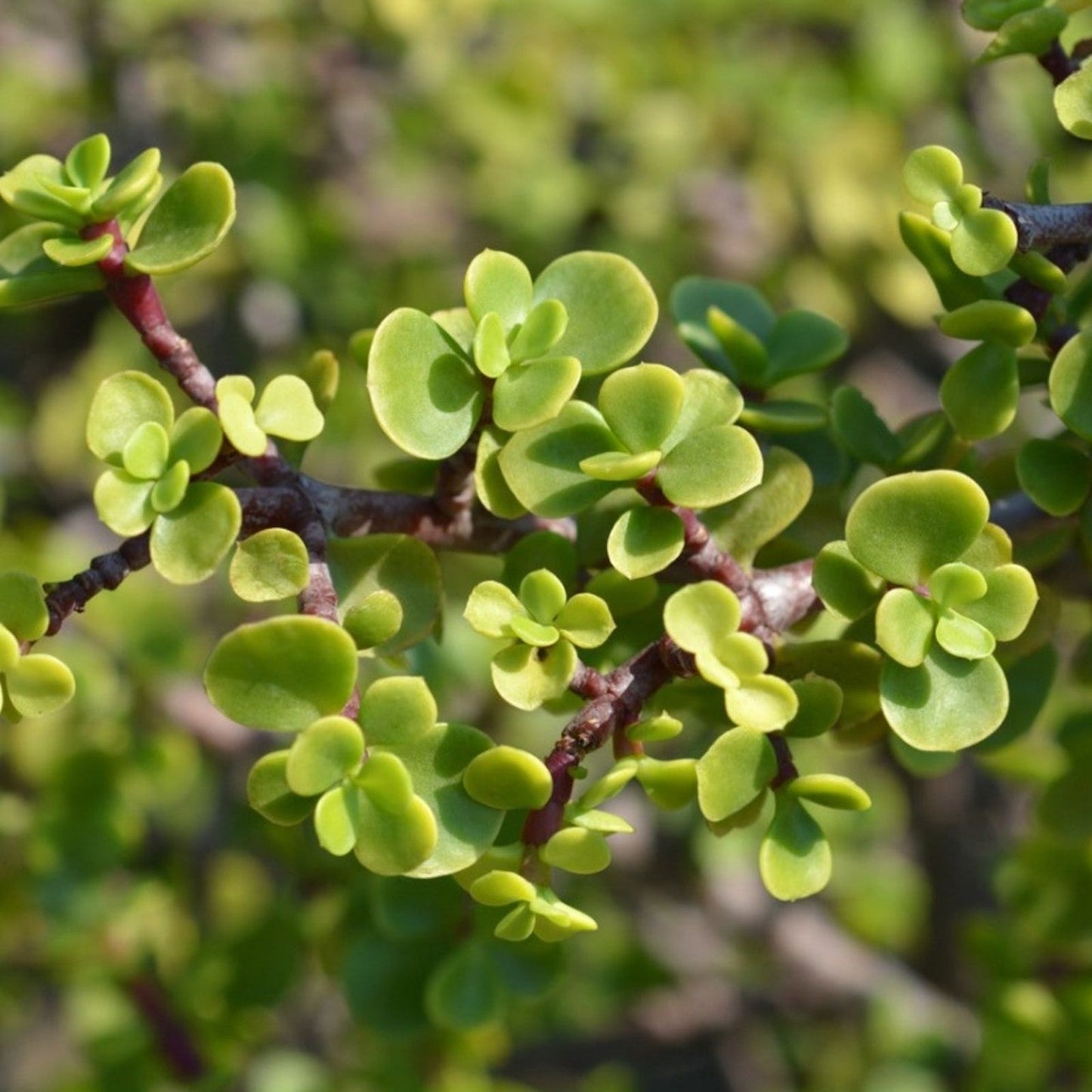 100 Portulacaria Afra Elephant Bush Succulent Cuttings – Dwarf Jade Indoor Garden Plants, Easy to Grow, Perfect for Arrangements
