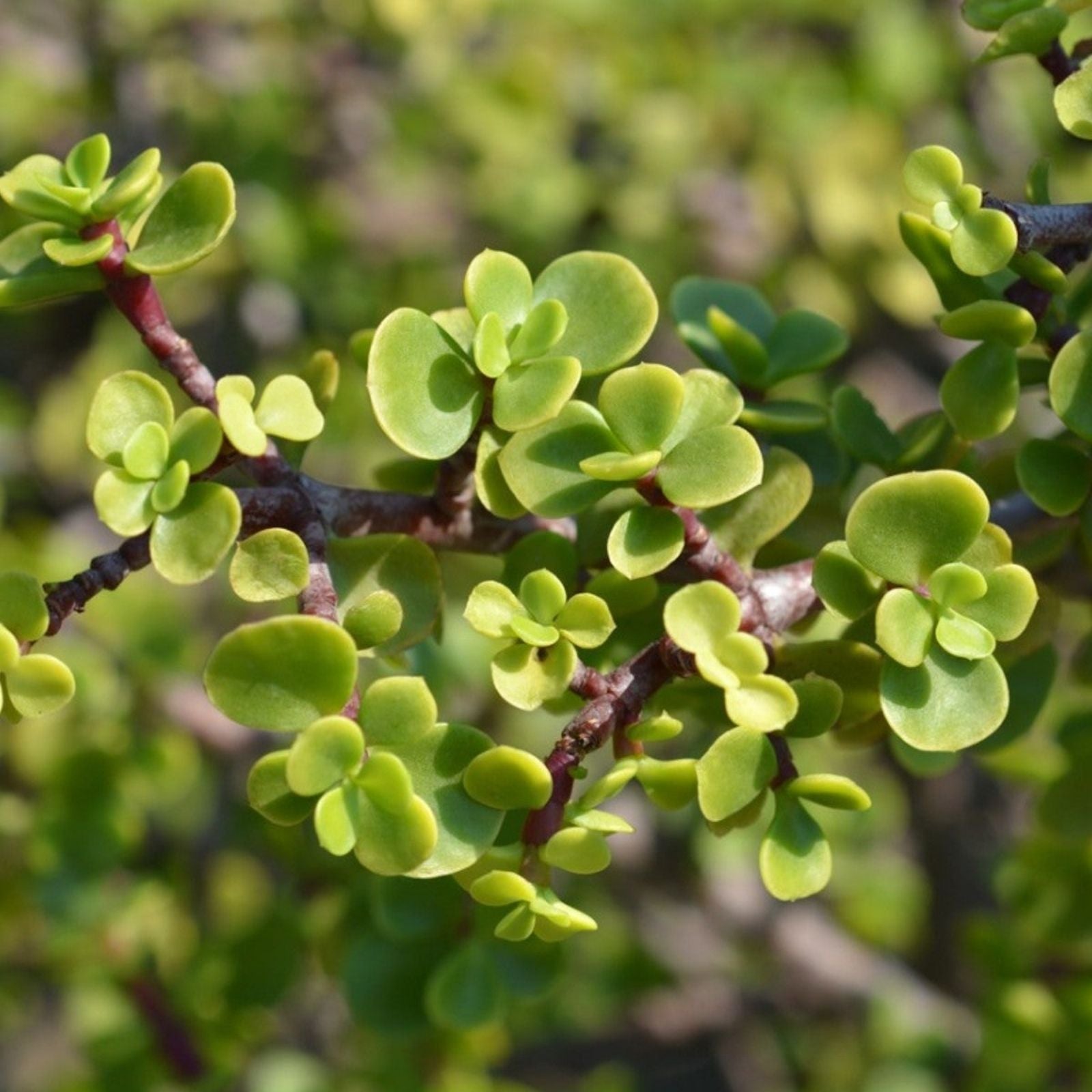 100 Portulacaria Afra Elephant Bush Succulent Cuttings – Dwarf Jade Indoor Garden Plants, Easy to Grow, Perfect for Arrangements