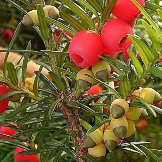 10 English Yew Tree Seeds - Taxus baccata - Hardy Evergreen Conifer for Landscaping