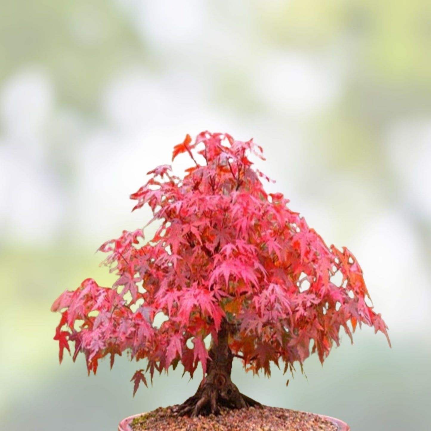 Japanese Red Maple Bonsai Seeds, 30+ Seeds, Acer palmatum, Ideal for Bonsai and Japanese Gardens