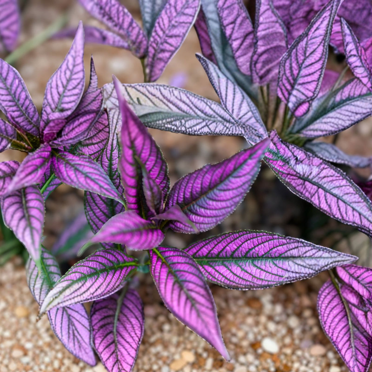Live Plant 8-Inch Lavender Pink Dark Maroon Ornamental Foliage - Ideal Indoor Decor - Perfect Houseplant