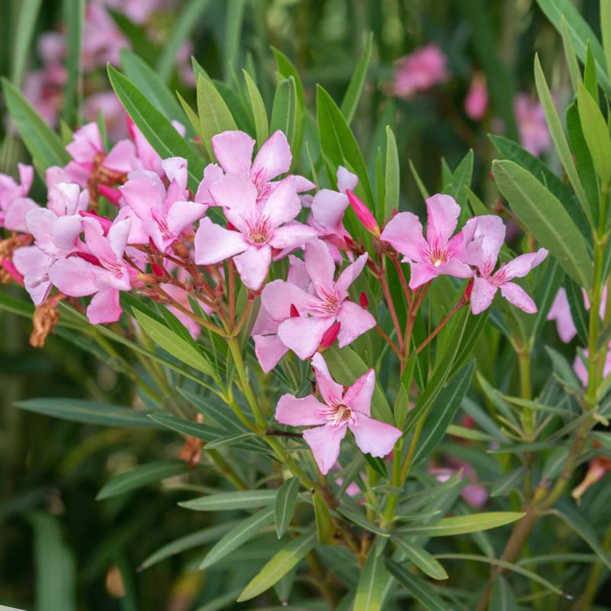 7 Oleander Cuttings 7" Pink Live Flower Plants for Propagation - Nerium oleander