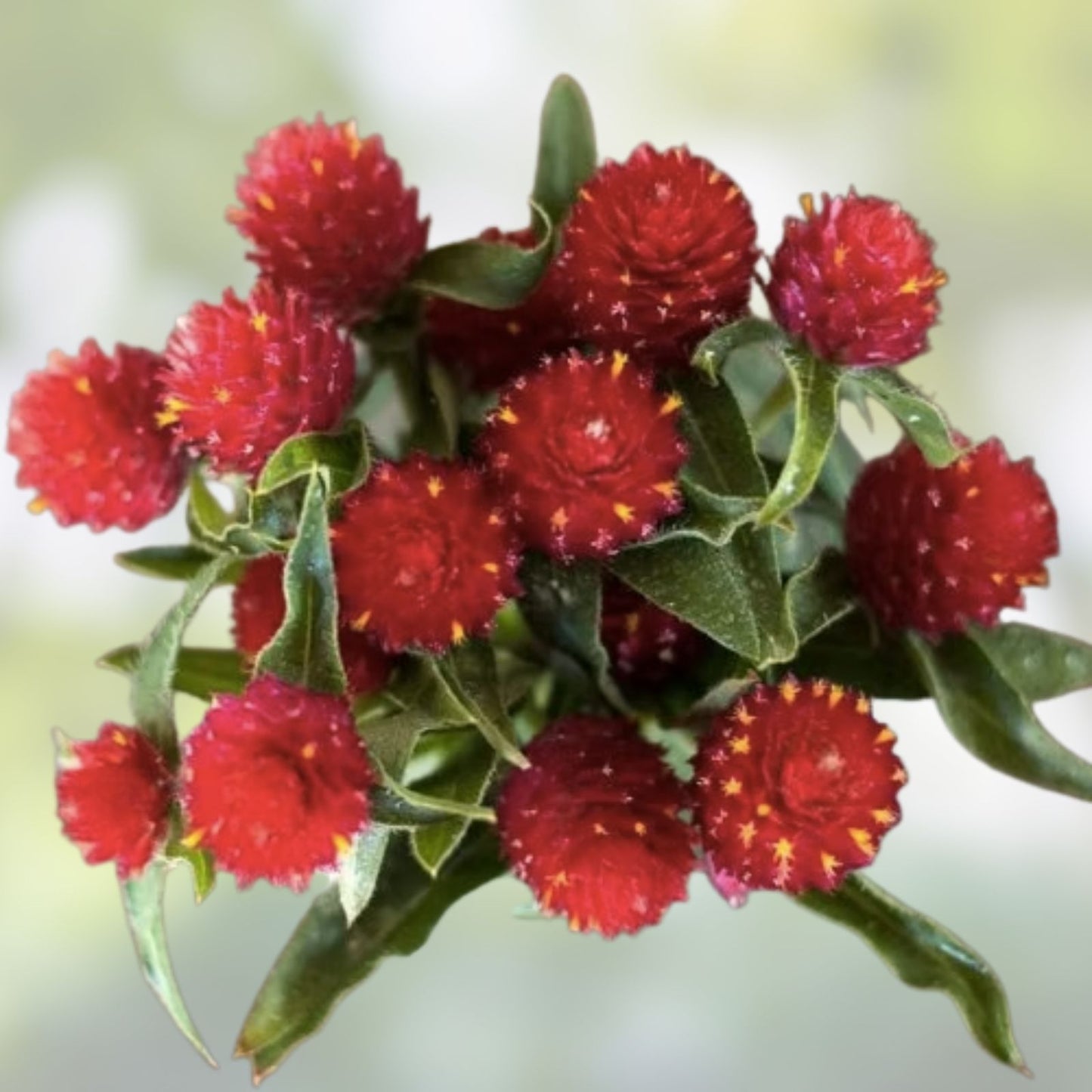 Organic Globe Amaranth Seeds 200 Strawberry Fields Variety - Gomphrena globosa Flower Seeds with Free Shipping