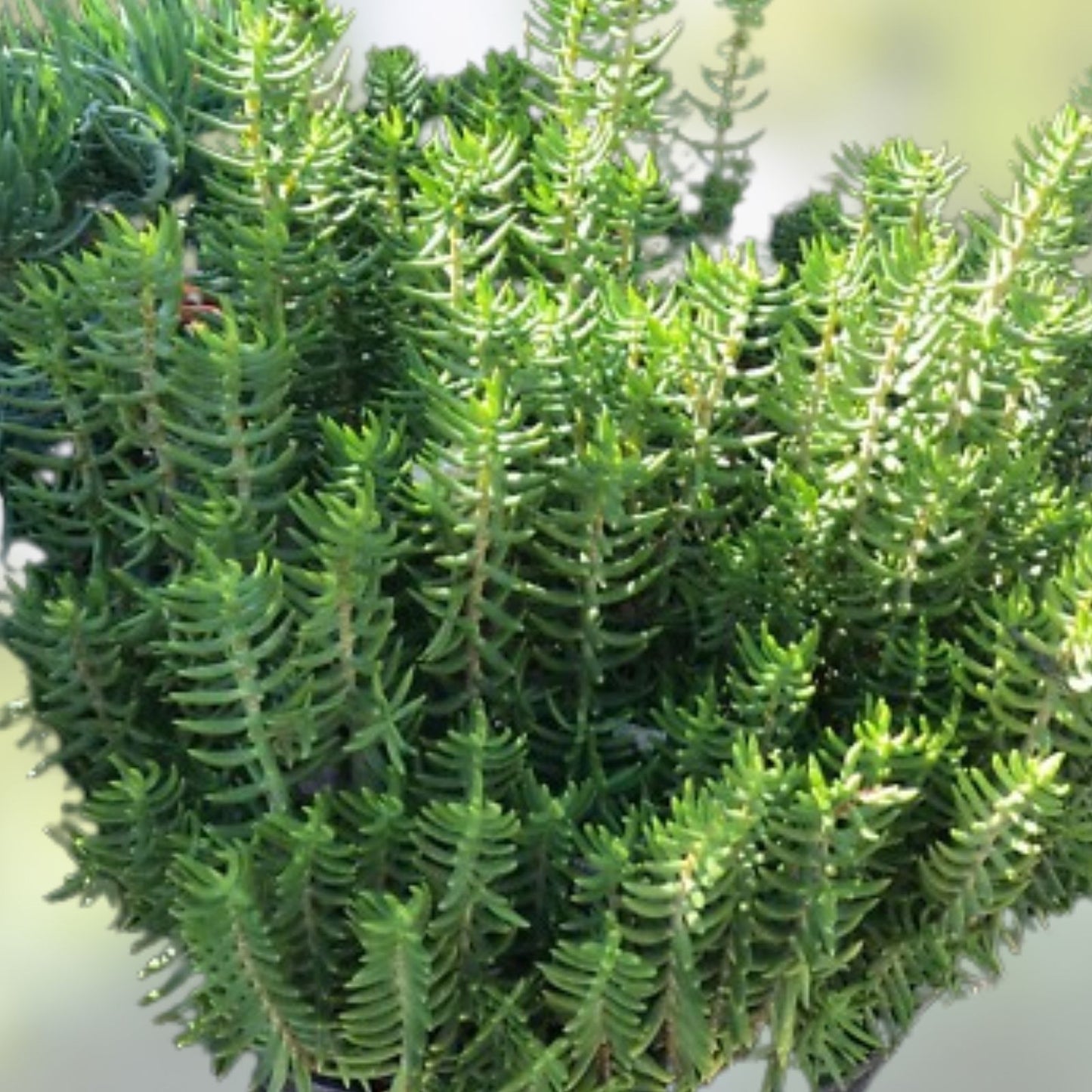 Mini Pine Tree Cuttings 4 Pack - Succulent Bonsai for Home Decor and Gifts - Pinus spp,