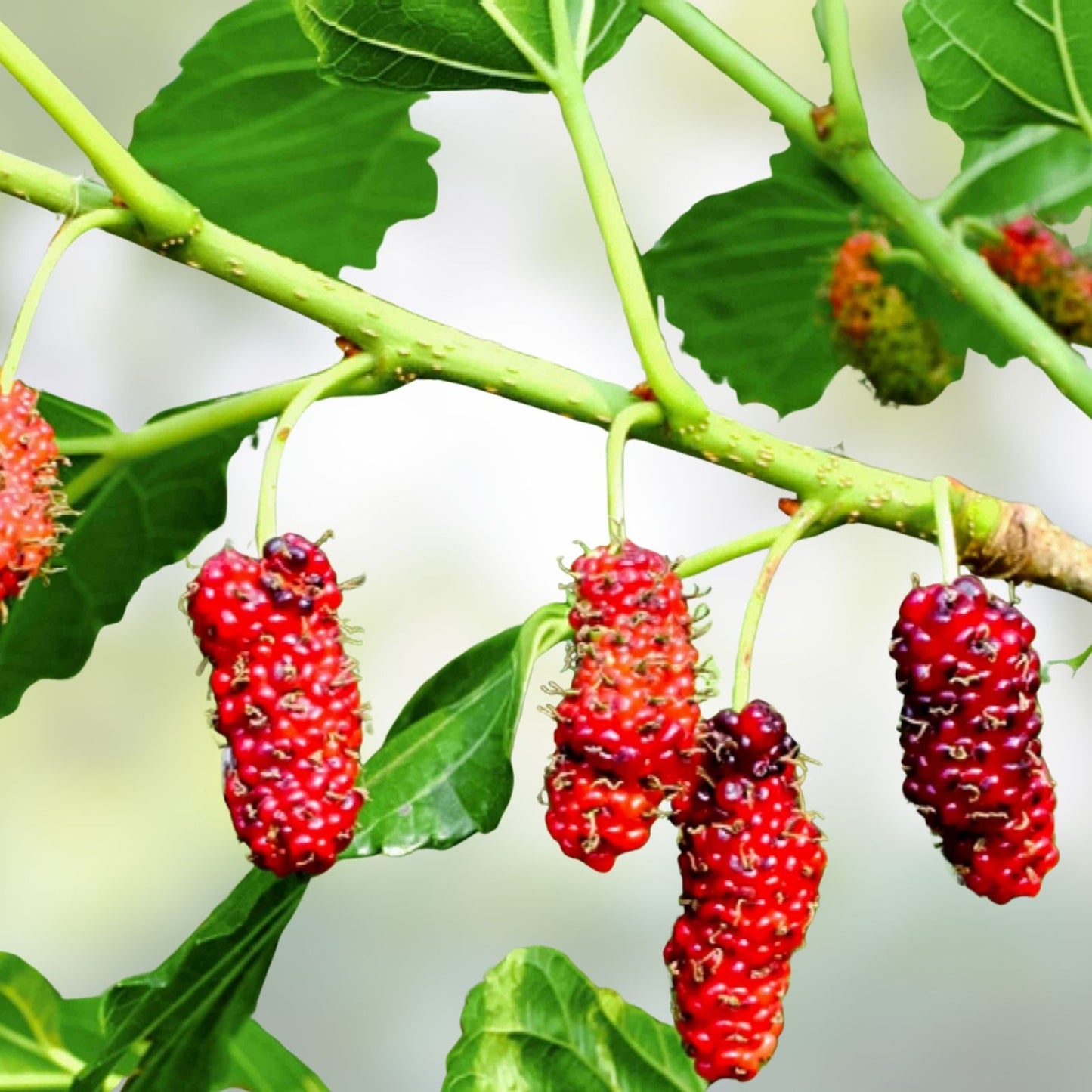 Live Red Mulberry Plant 16-24 Inches, Morus Rubra, Fruit Bearing Tree for Zones 5-9, 1-2 Years Old