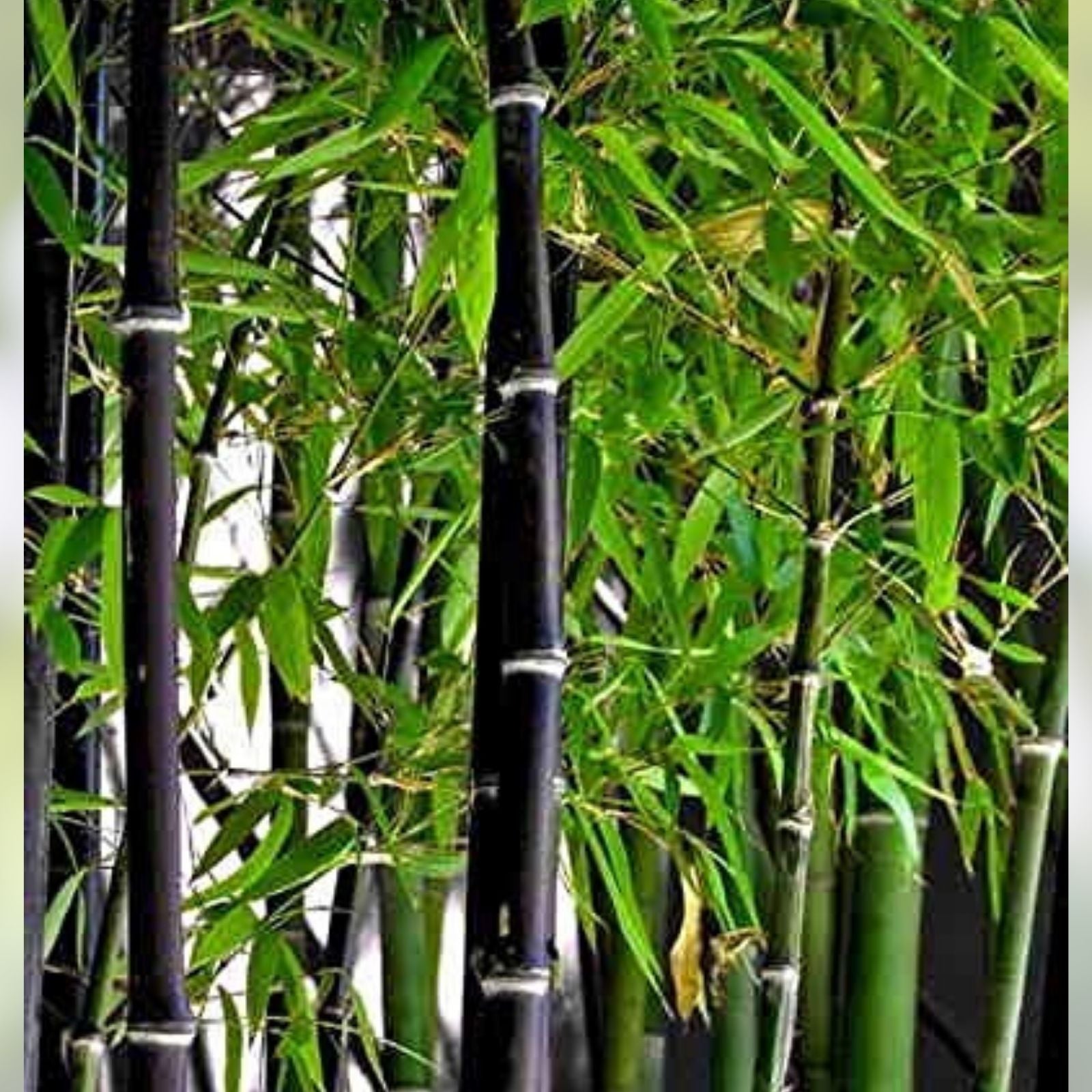 Rare Black Bamboo Seeds 100 Count – Grow Unique Phyllostachys nigra Plants – Ornamental Bamboo Seeds for Gardening