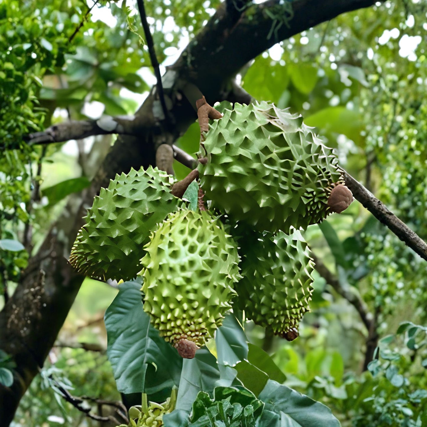 Soursop Fruit Tree Seeds 6 Pack - Annona muricata Tropical Fruit Planting for Home Garden, Edible Fruit Tree Seeds