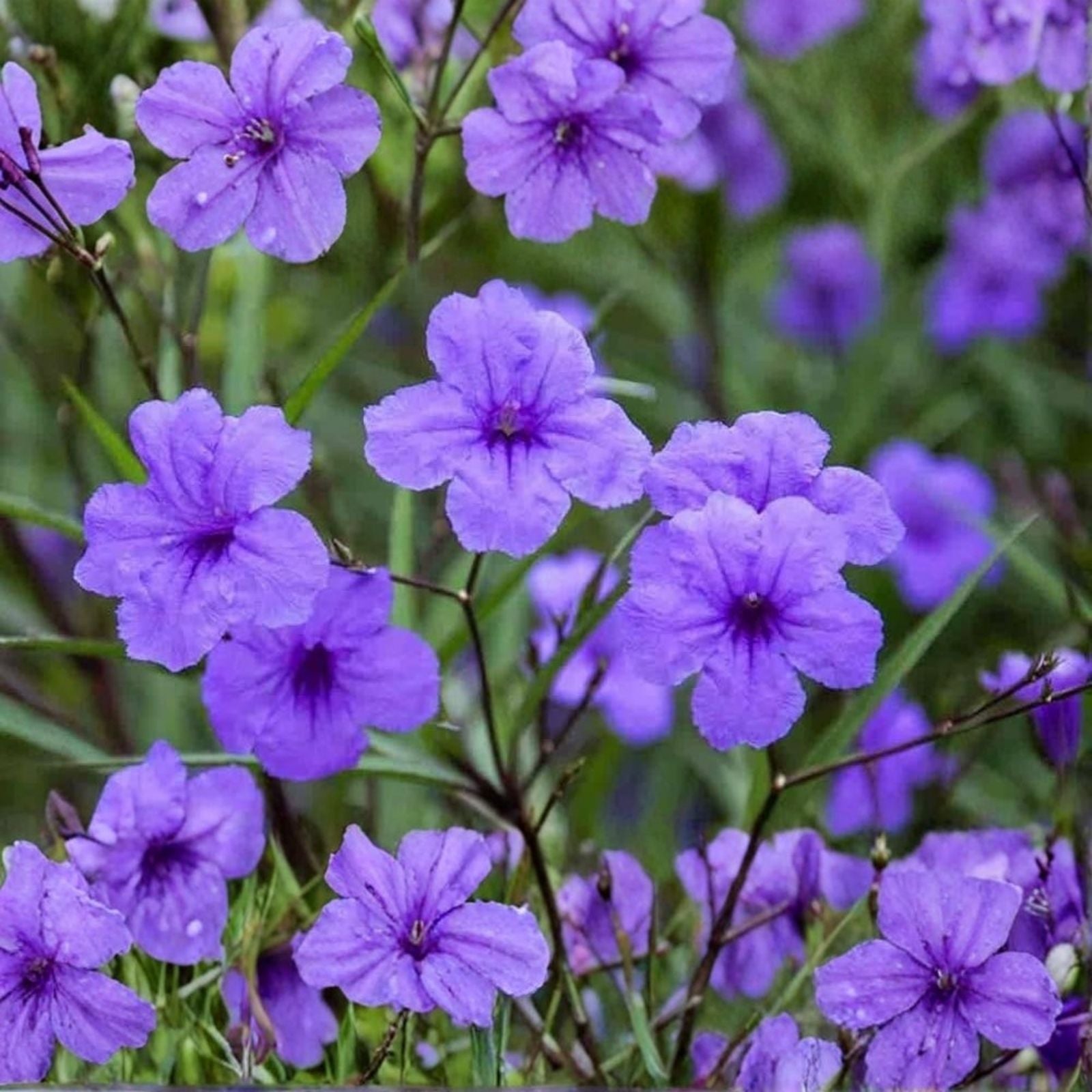 Flowering Mexican Petunia Rhizome Root Cuttings 6 Pack - Ruellia simplex - Easy to Grow Vibrant Blooms, Garden Planting Material