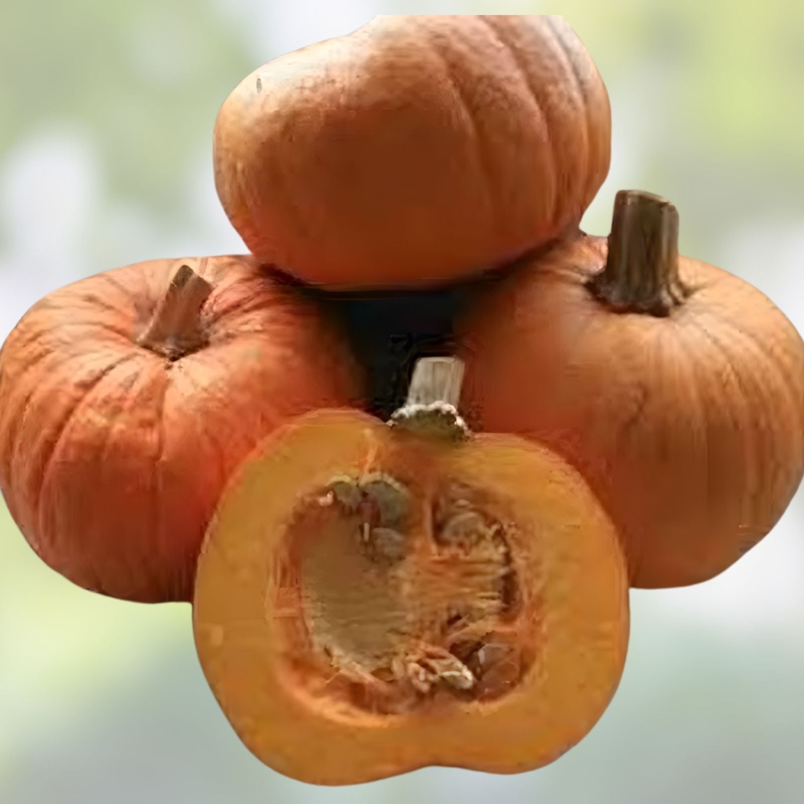 Jack O' Lantern Pumpkin Seeds for Planting – 20 Seeds, Medium Sized, Symmetrical Fruit, Cucurbita pepo