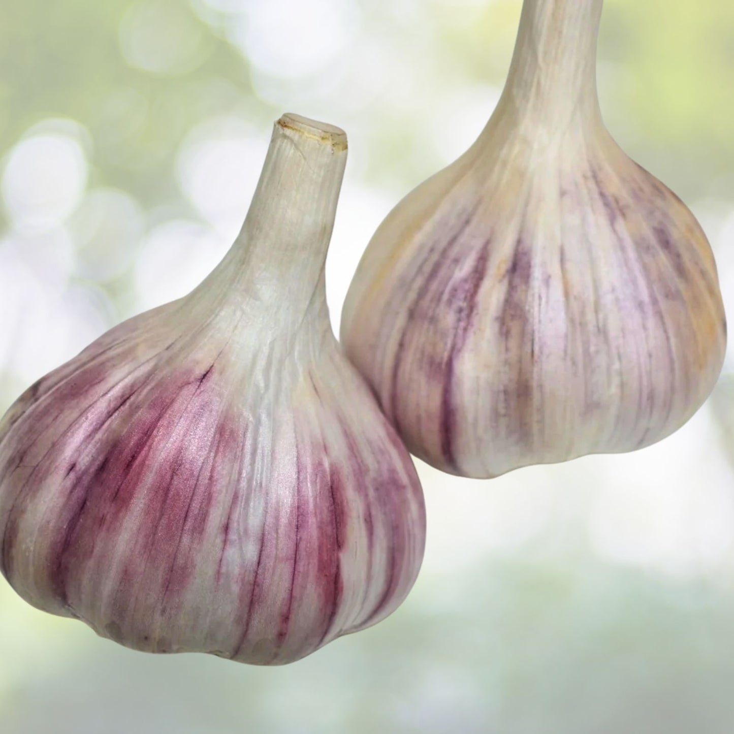 Organic Medium Garlic Cloves Seeds for Planting   21+ Sprouted, Hand Harvested, Allium sativum