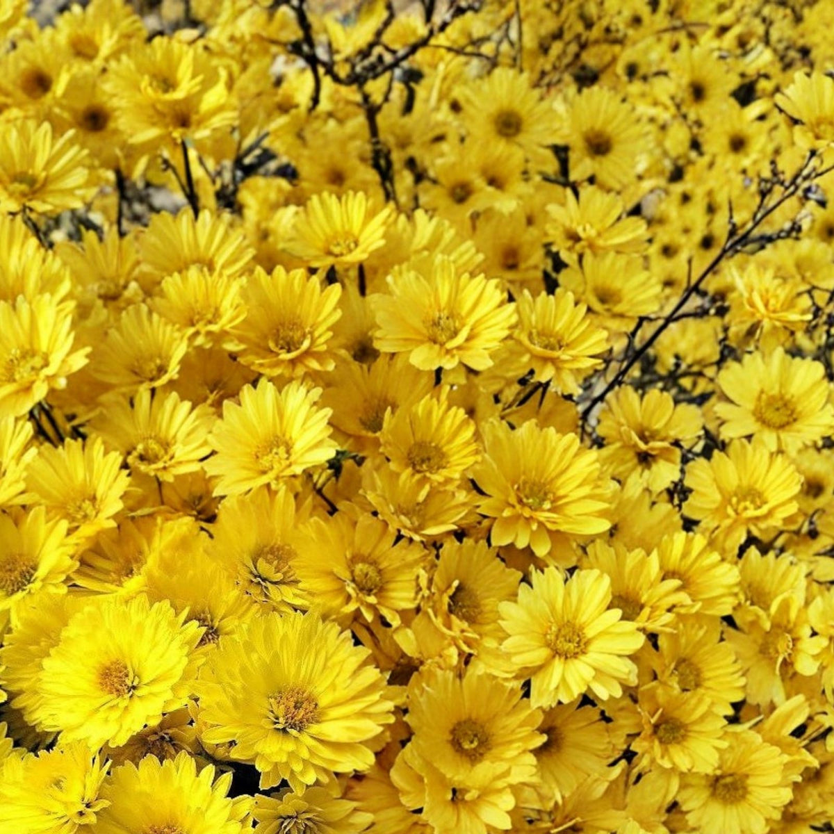 Chrysanthemum Seeds 200+ Orange White Mum Flower Seeds Annual Garden Flowers Chrysanthemum morifolium