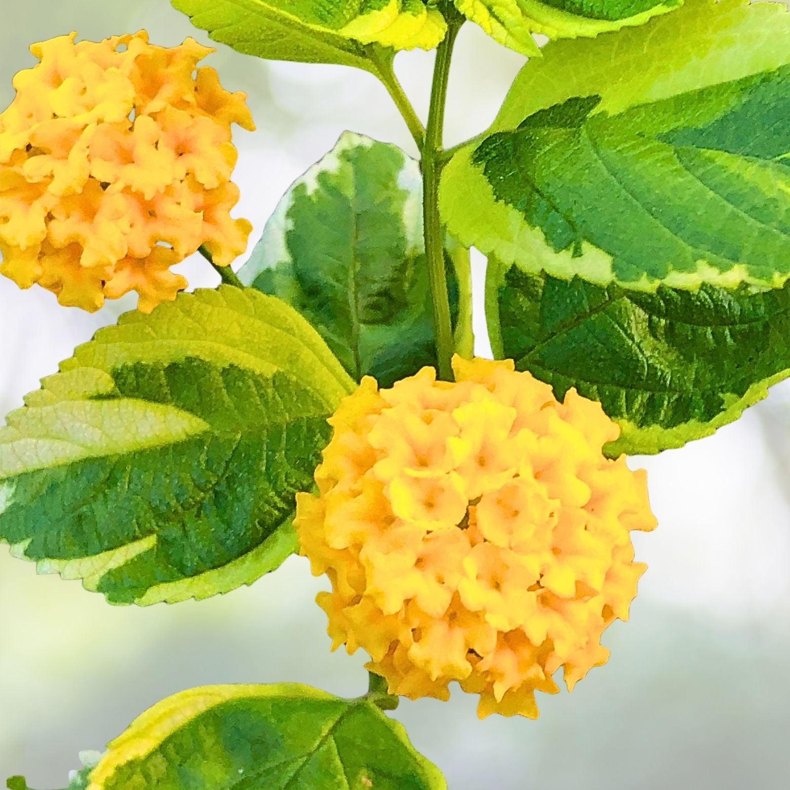 Variegated Lantana Samantha Live Plant, 4" Pot, Fragrant Foliage, Lantana camara
