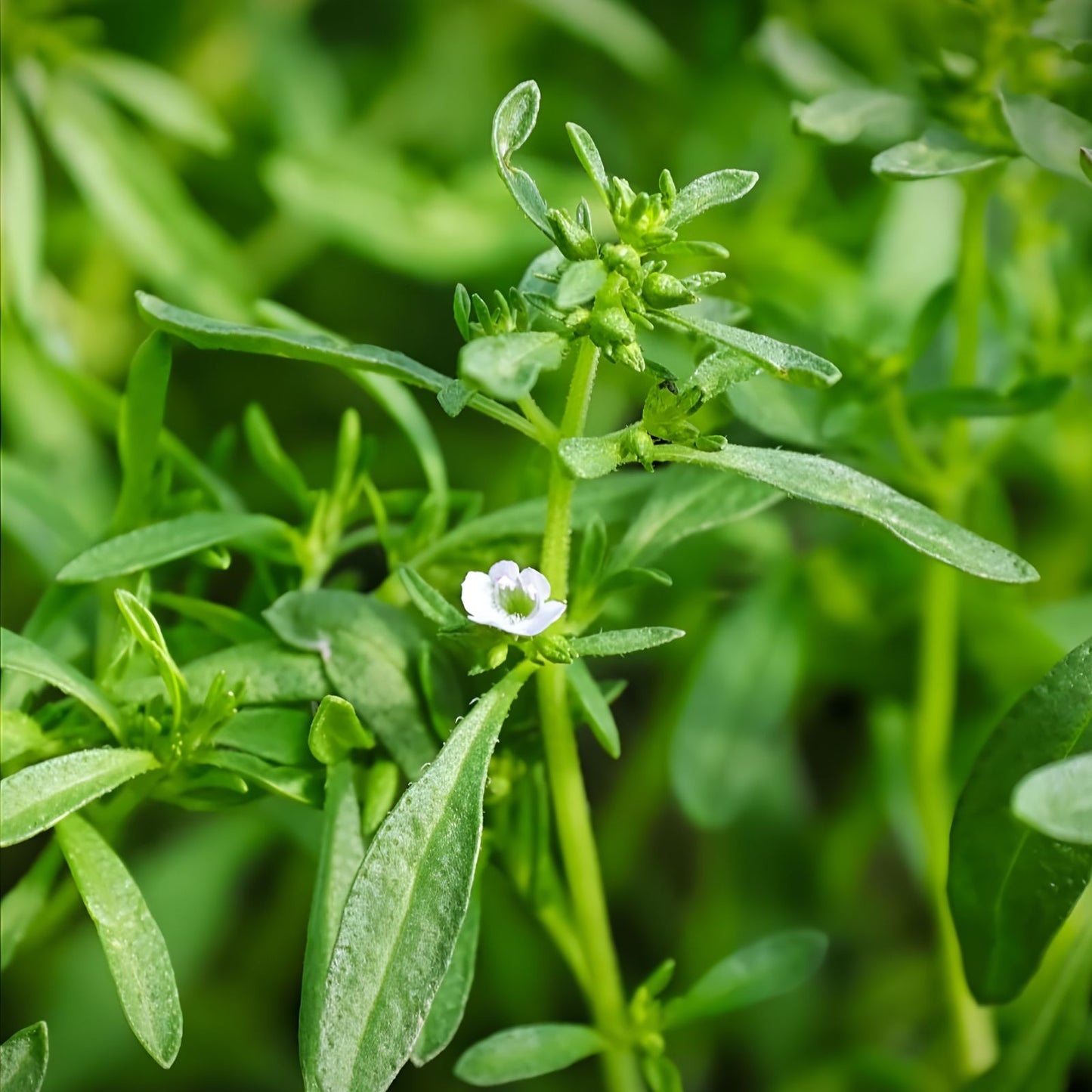 Summer Savory Seeds 50+ Pack, Tangy Culinary Herb, Satureja hortensis, Antioxidant Rich, Herb Seeds for Cooking and Gardening