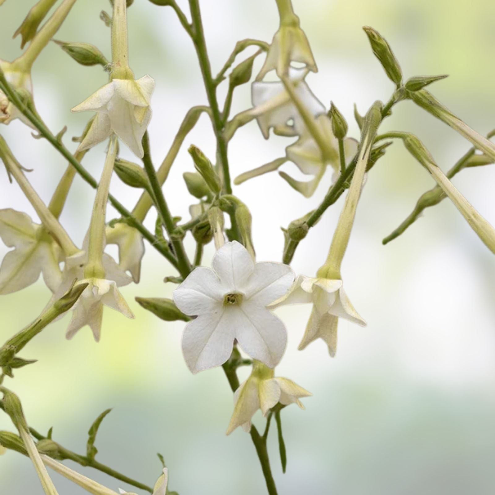 Jasmine Flowering Tobacco Seeds Mix - 1500+ Non-GMO Nicotiana alata Garden Planting Seeds for Flowering and Ornamental Use