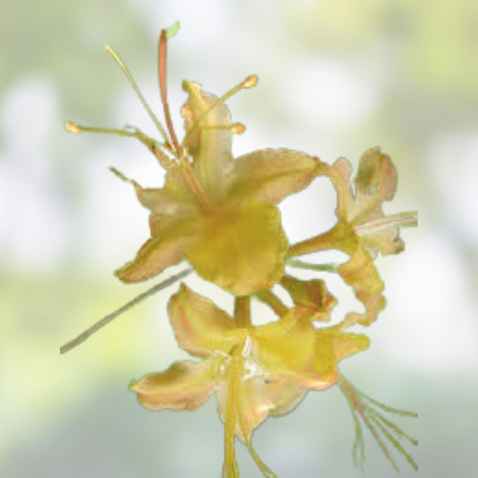 Aromi Azalea Starter Plant - Frontier Gold Deciduous Rhododendron, Dormant Small Plant, Garden Shrub, Flowering Ornamental Plant