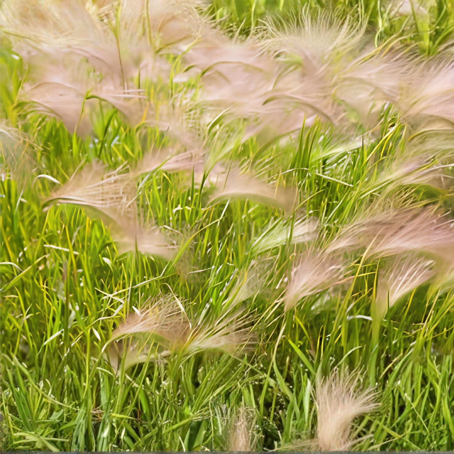 Squirrel Tail Grass Seeds Hordeum jubatum Perennial Ornamental Drought Tolerant Native Plant Garden 30 Seeds