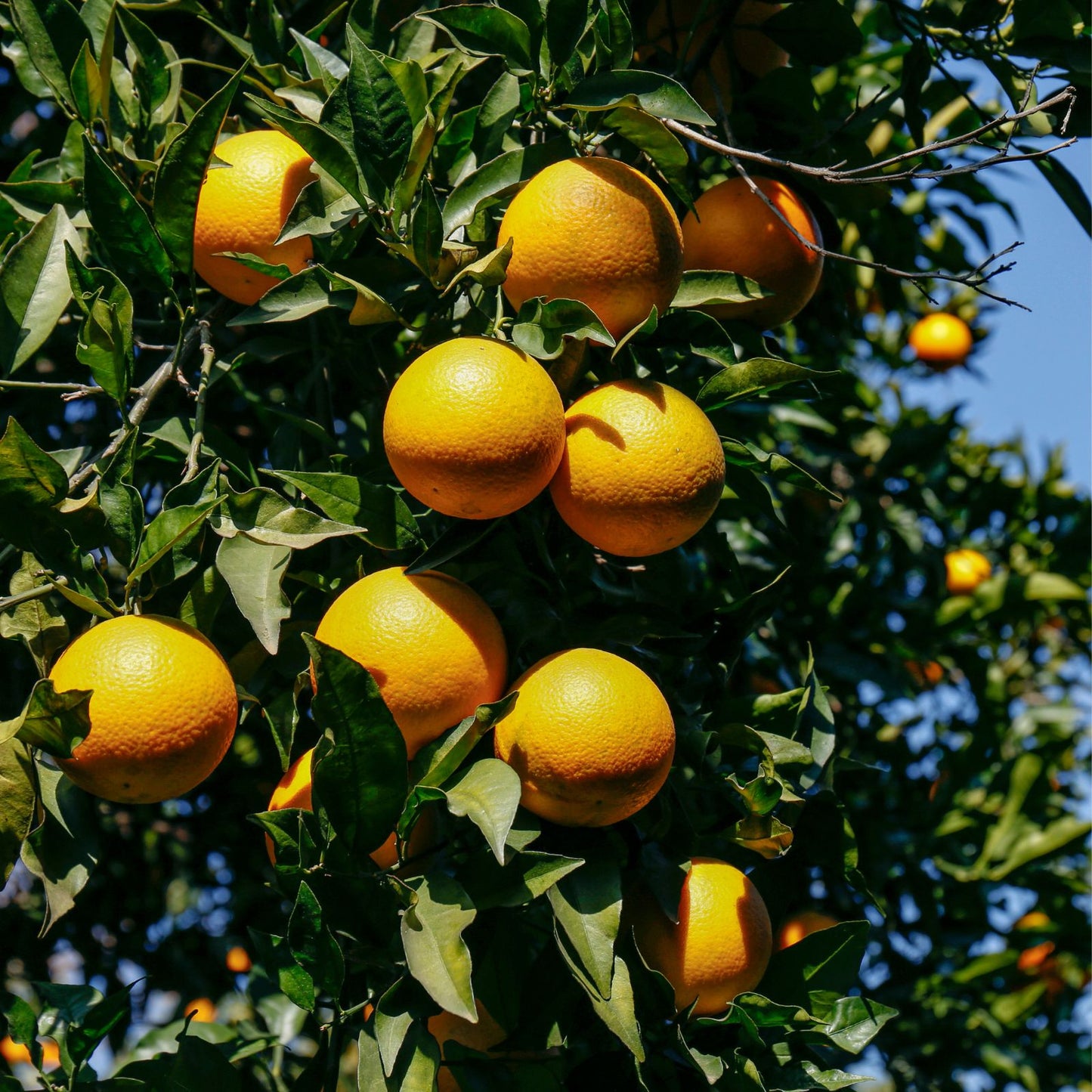 Sweet Juicy Orange Tree Seeds - 7 Pack - Citrus sinensis