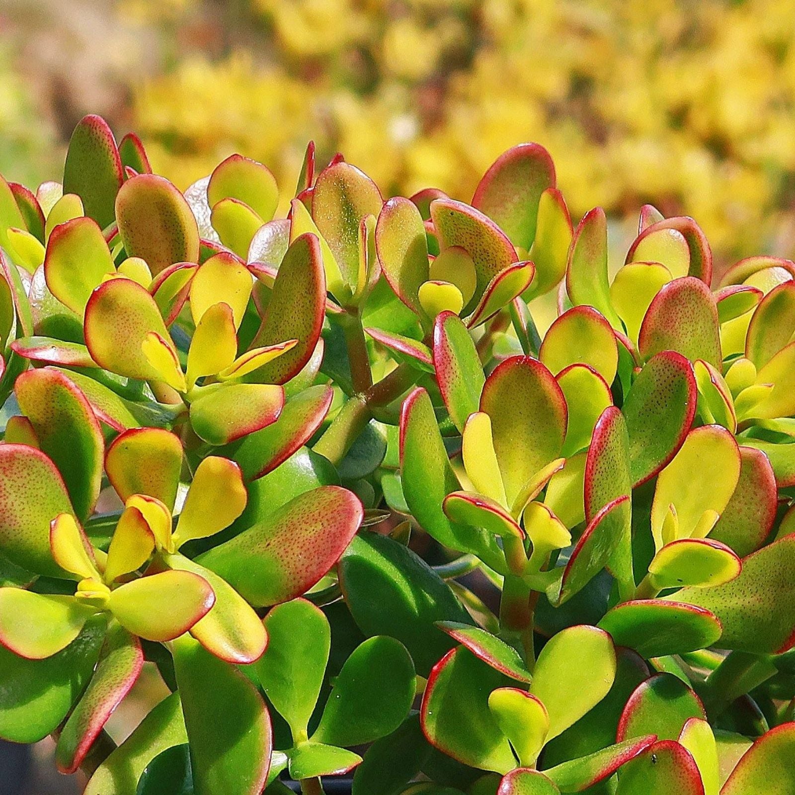 Live Succulent Plant 3.5" Jade Crosby Cutting - Indoor Houseplant - Crassula Ovata Variety