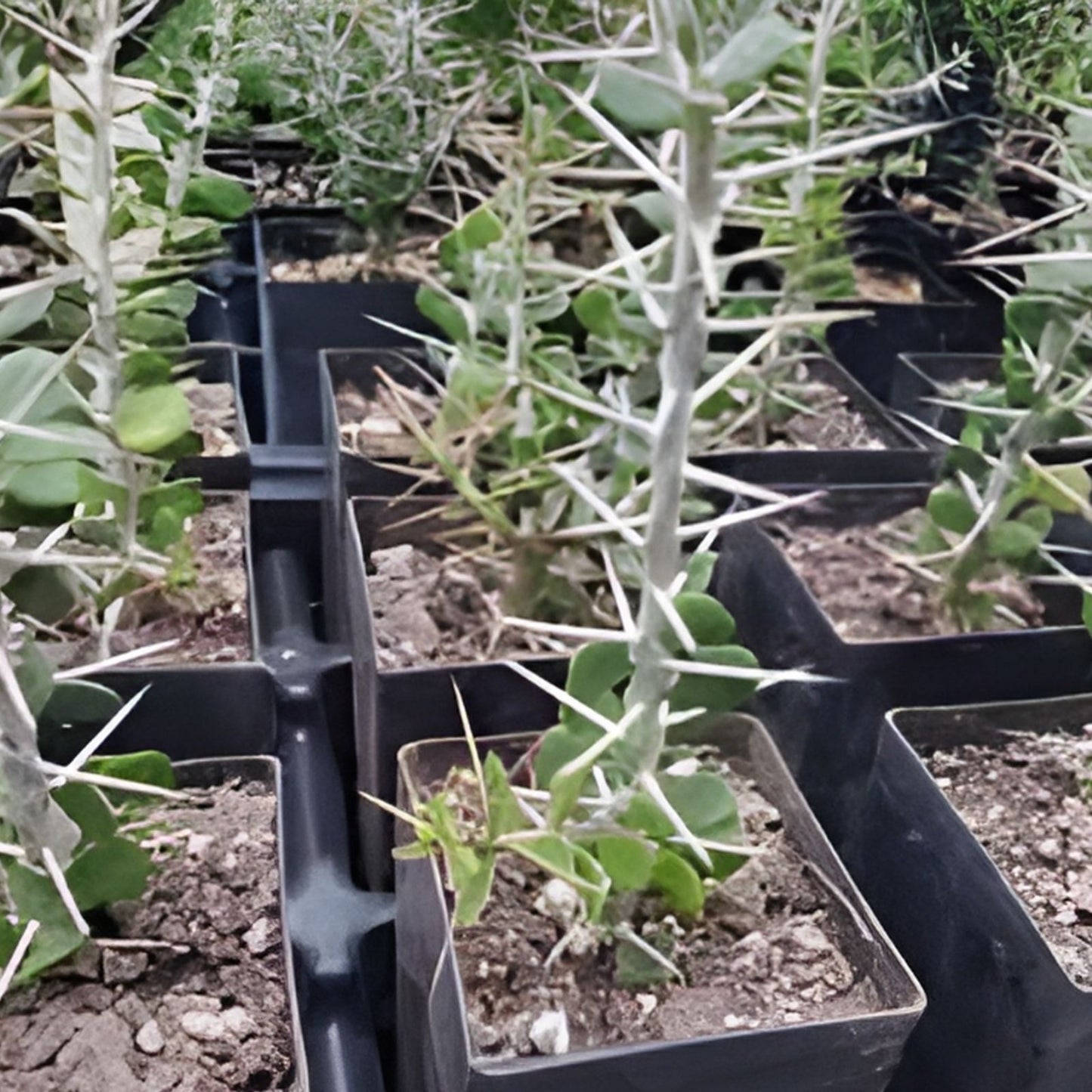 Alluaudia comosa Plant - Rooted Madagascar Succulent - Unique Drought Tolerant Plant - Lot BB2