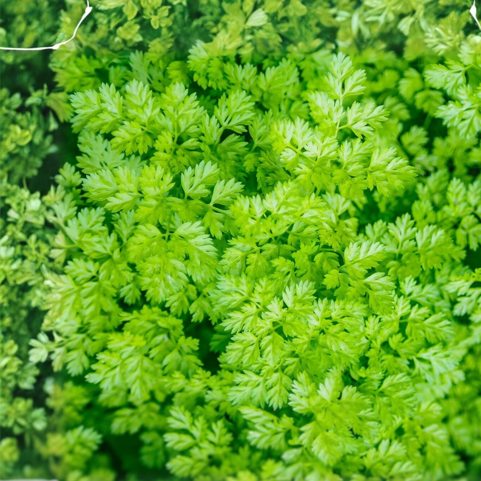 Chervil Seeds 1000+ Heirloom Non-GMO Culinary Herb Seeds Anthriscus cerefolium for Gardening