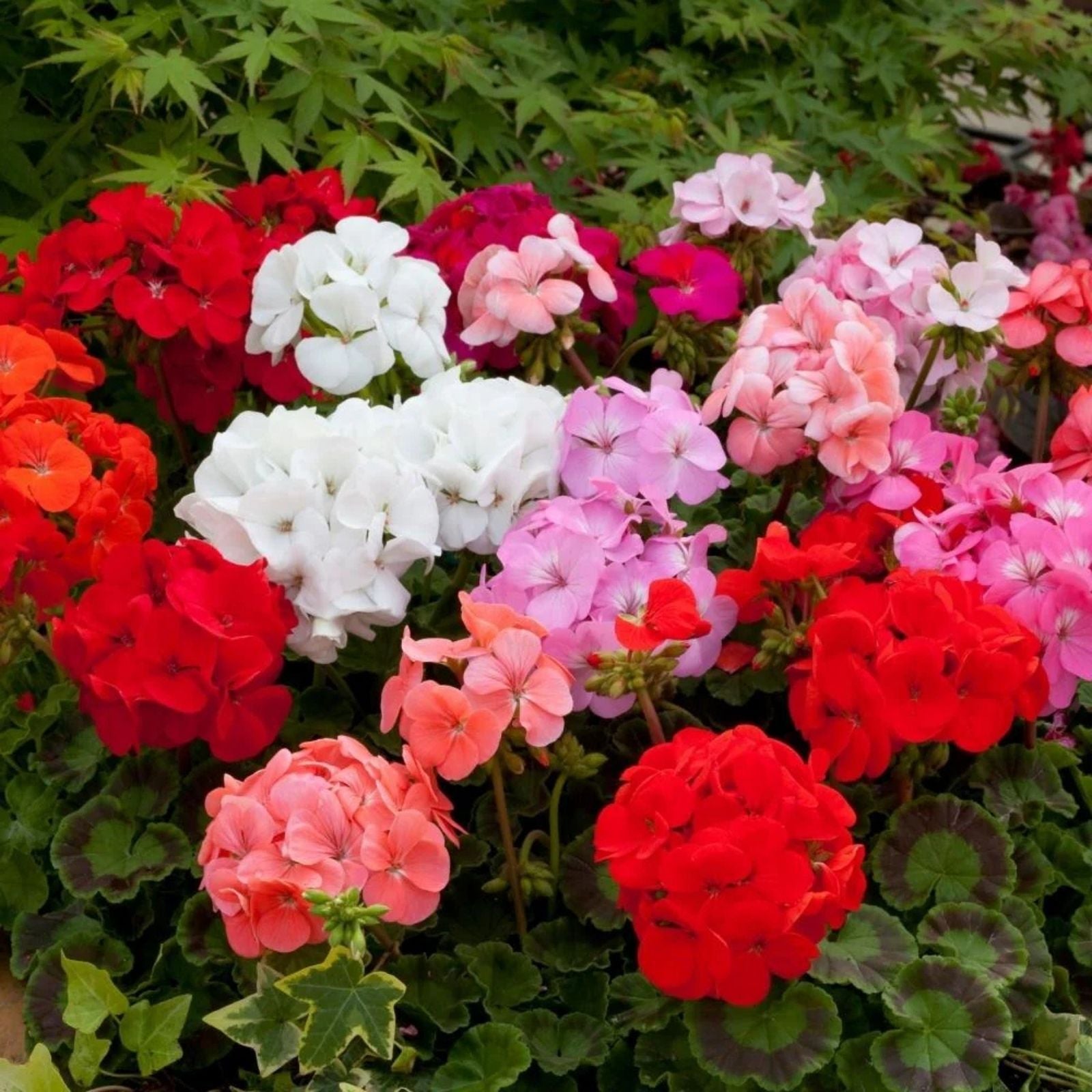 Geranium Cuttings 6" Red Pelargonium Fireworks Live Plant - Unrooted Flowering Plant for Garden and Patio