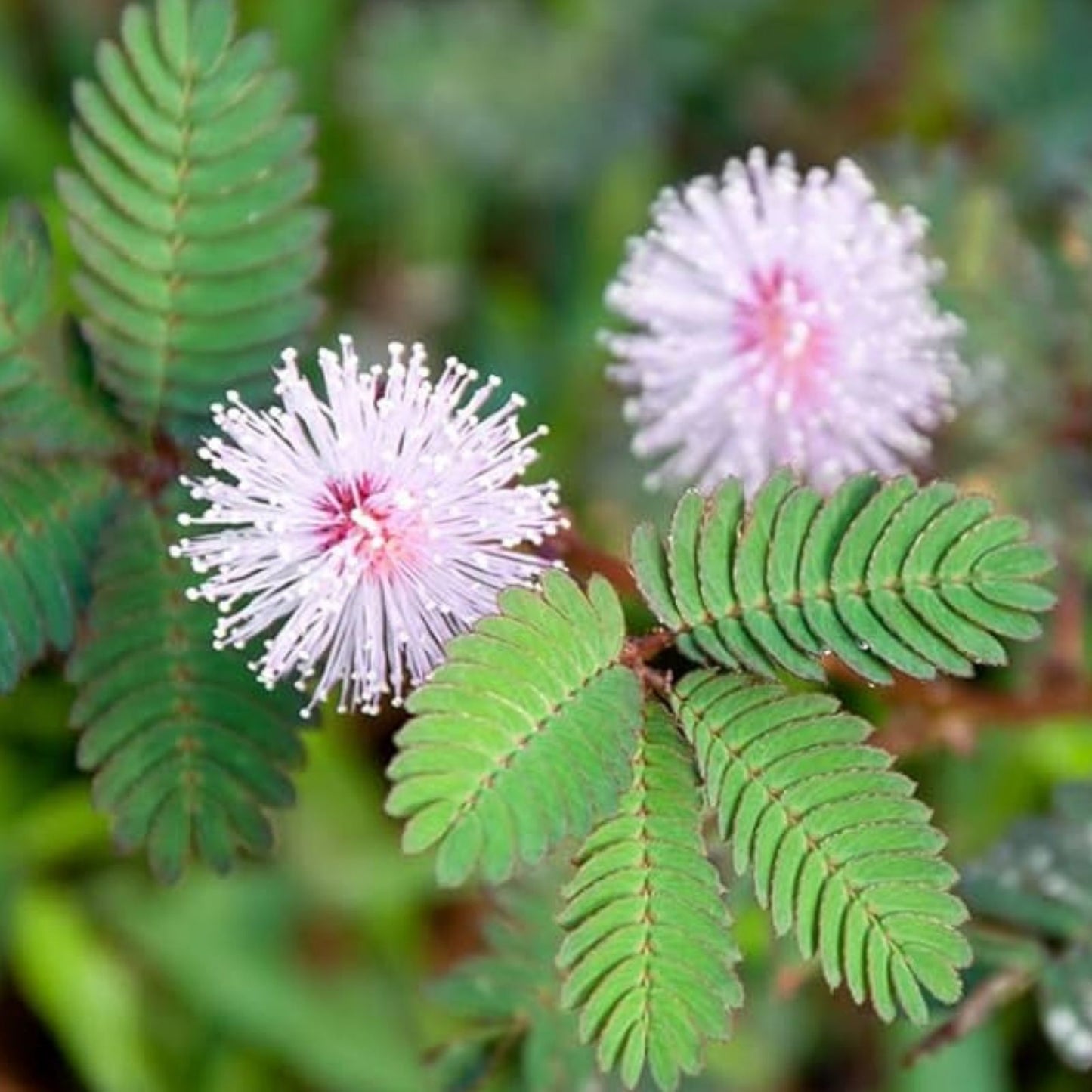 Sleeping Grass Seeds 20 Pack - Mimosa pudica Sensitive Plant That Moves When Touched - Indoor Garden, Houseplant Seeds