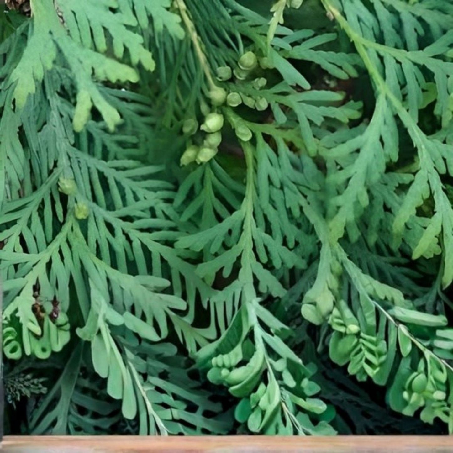 Juniper Hedge Plant Cuttings Set of 12+ | Non-Rooted Greenery for Landscaping | Juniperus spp.