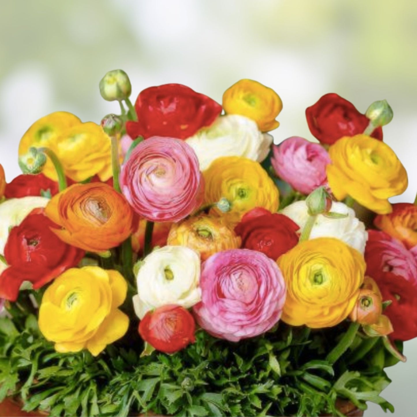 Mixed Peony Ranunculus Bulbs - 3 Large Healthy Flowering Bulbs for Garden - Ships from Iowa, USA