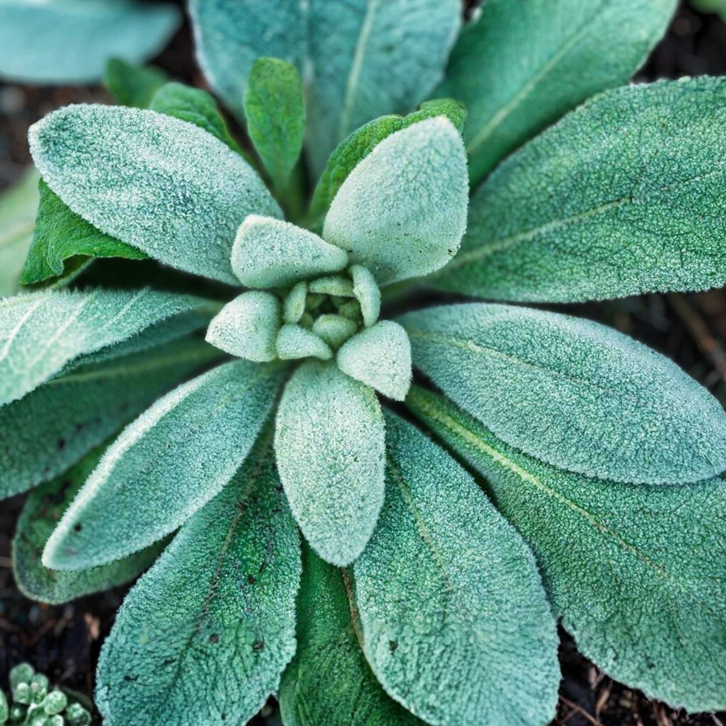 Lambs Ear Transplants - 10 Bare Root Plugs - Organic Purple Flowering Plant - Stachys byzantina