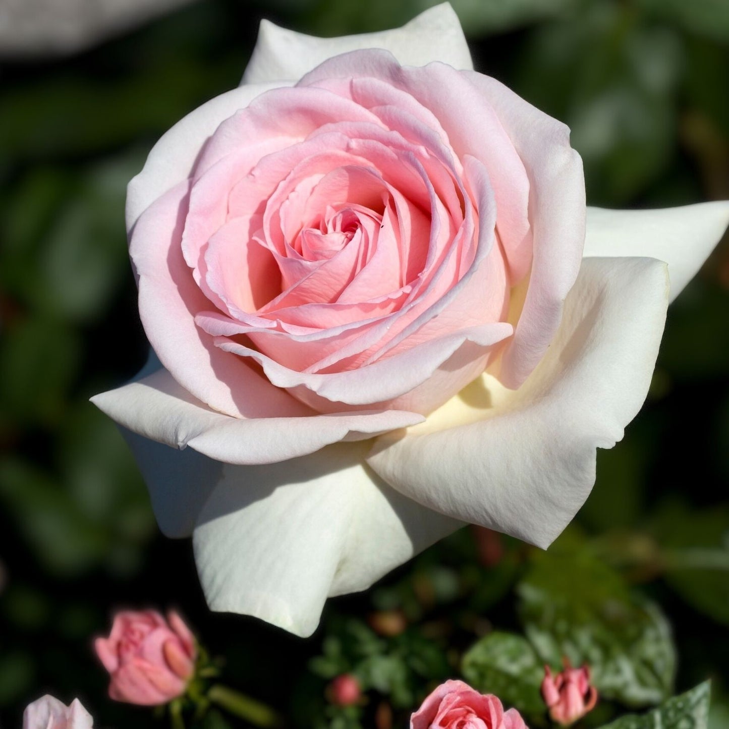 Rose Plant Cuttings – 3 Fresh 6” Unrooted Rosa 'Francis Meilland' Flowering Shrub